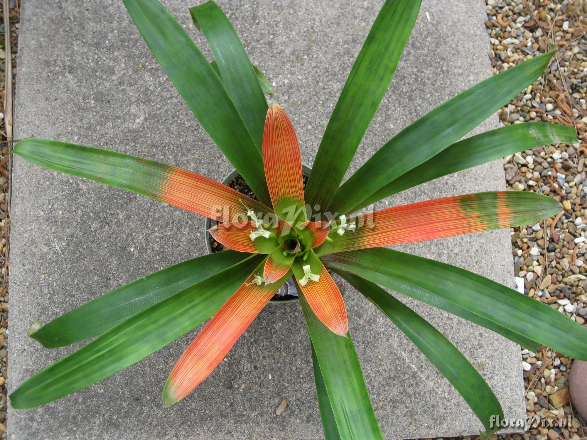 Guzmania Deroosii