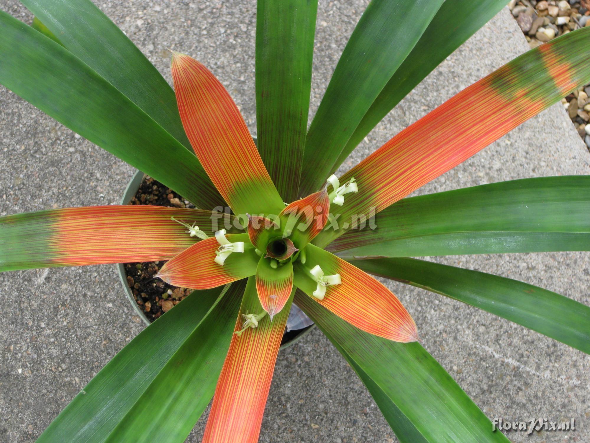 Guzmania Deroosii