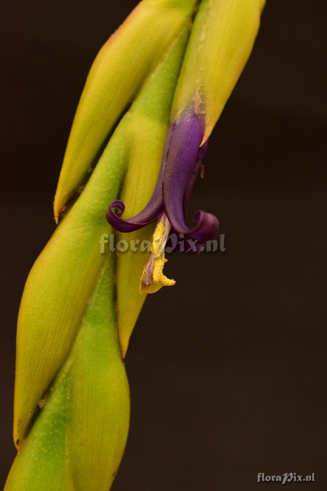 Tillandsia carnosa var. boliviensis