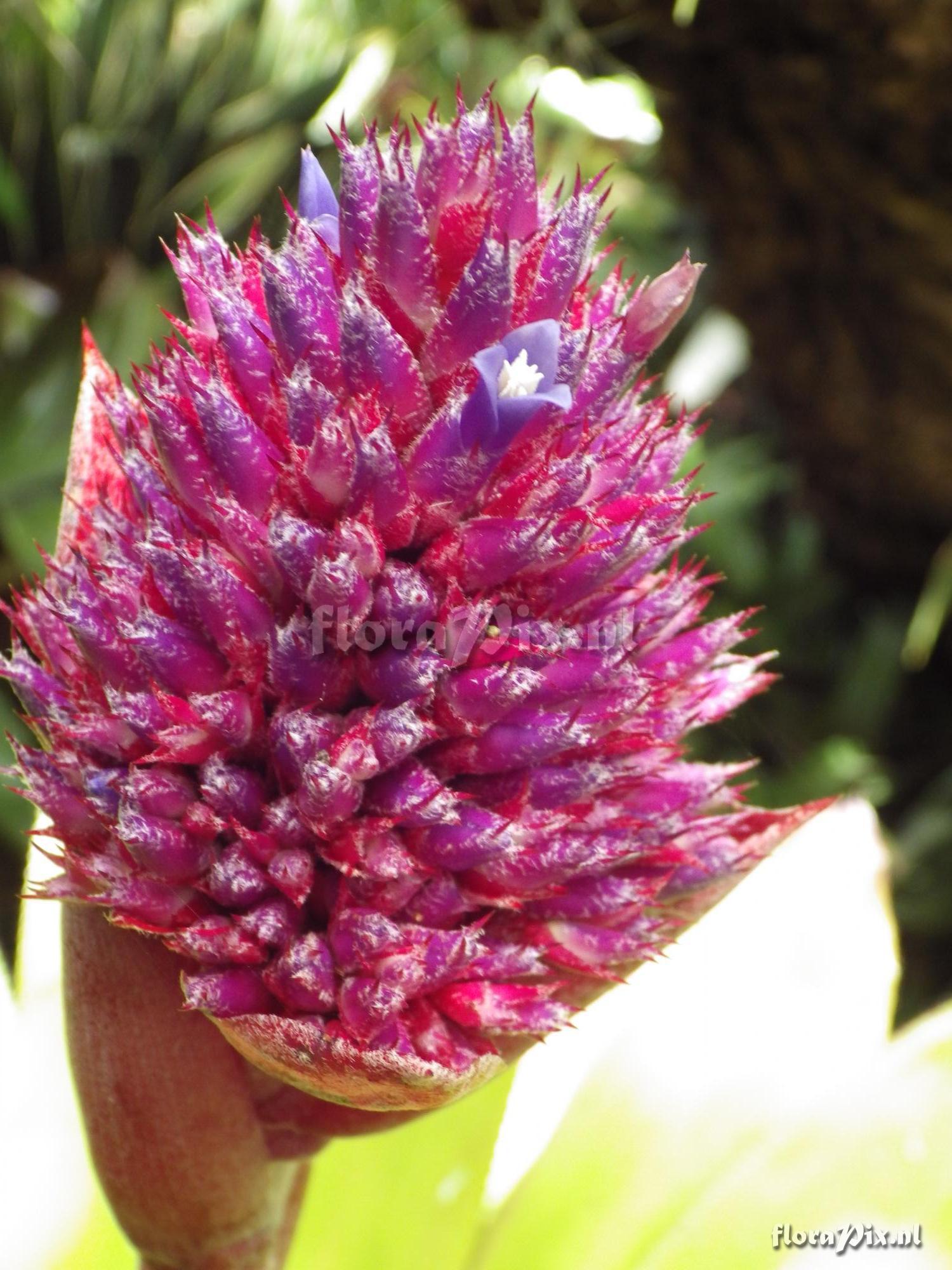 Aechmea aripensis "Raspberry"