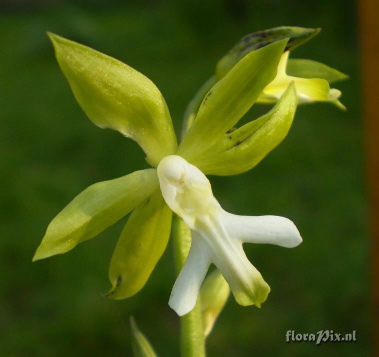 Calanthe henryi