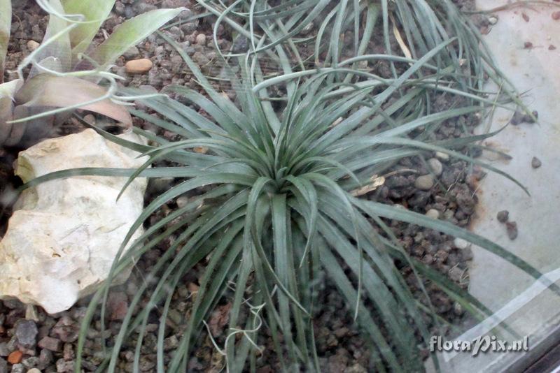 Dyckia remotiflora