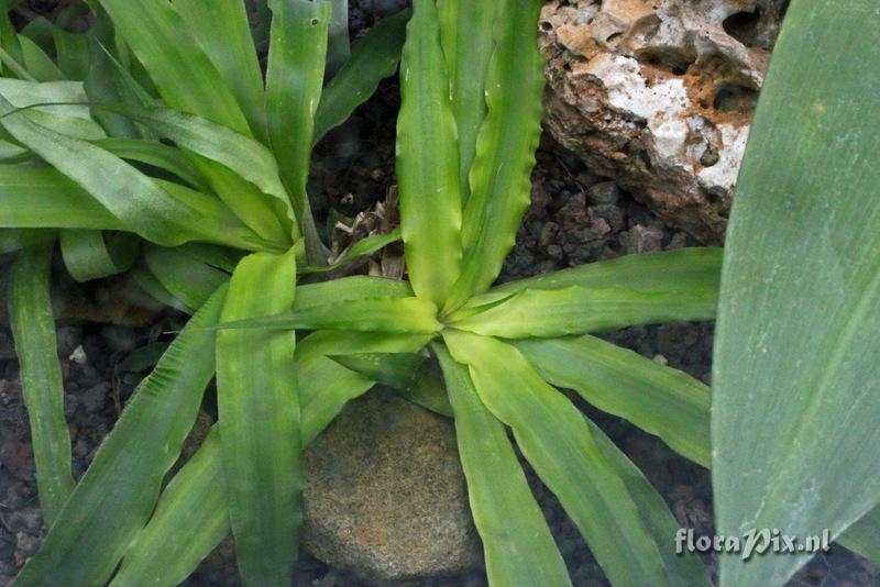 Fosterella penduliflora