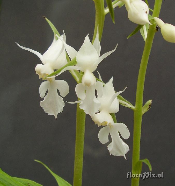 Calanthe reflexa f. alba