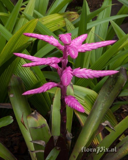 Barfussia wagneriana