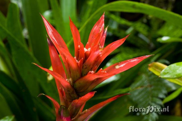 Guzmania hybrid