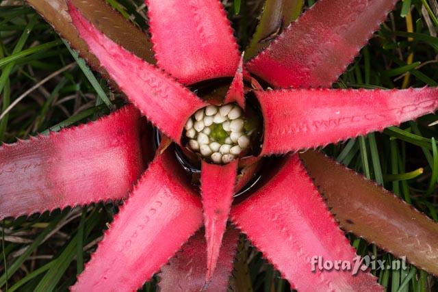 Neoregelia wurdackii