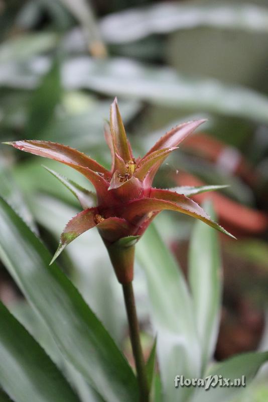 Canistropsis bilbergioides