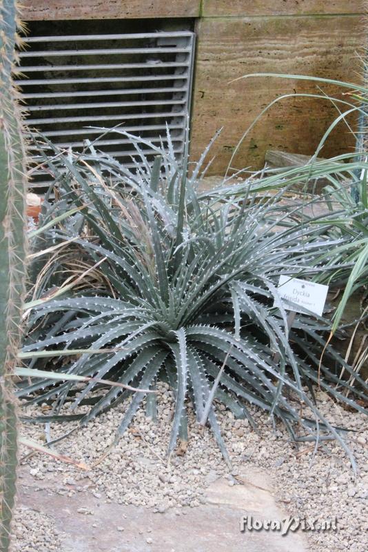 Dyckia frigida