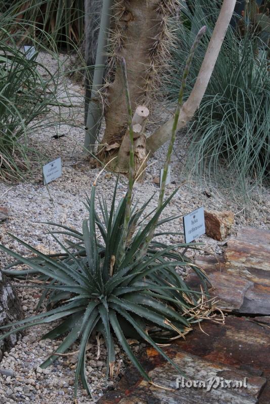 Dyckia rariflora