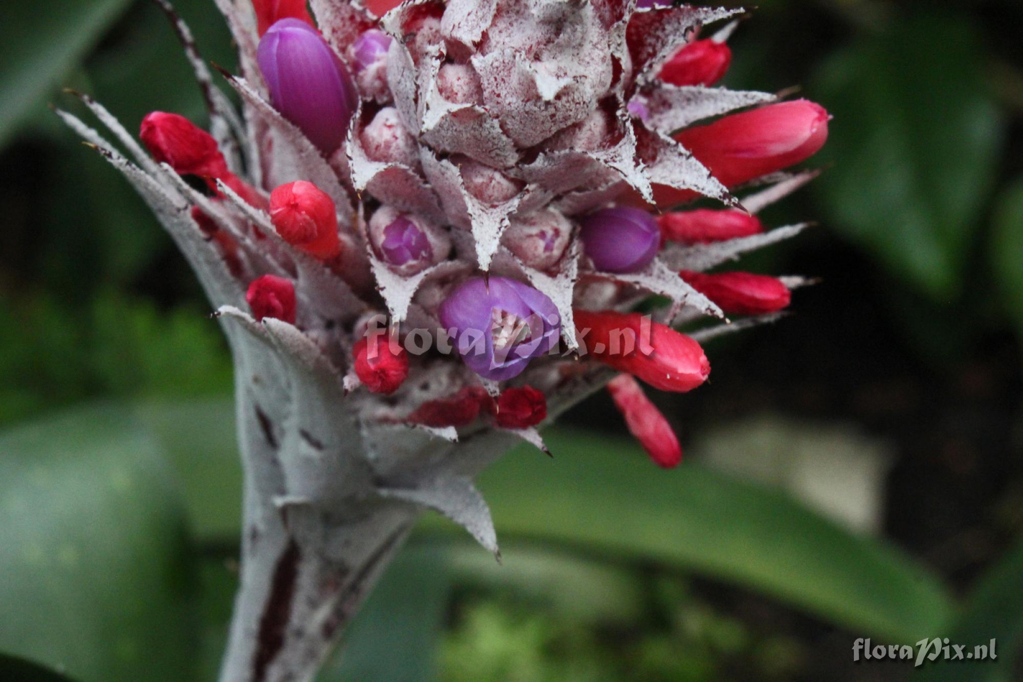 Aechmea dealbata