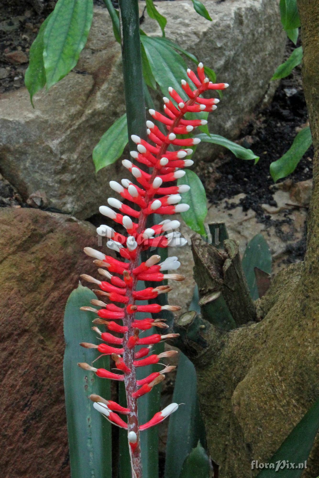 Aechmea gamosepala var. nivea