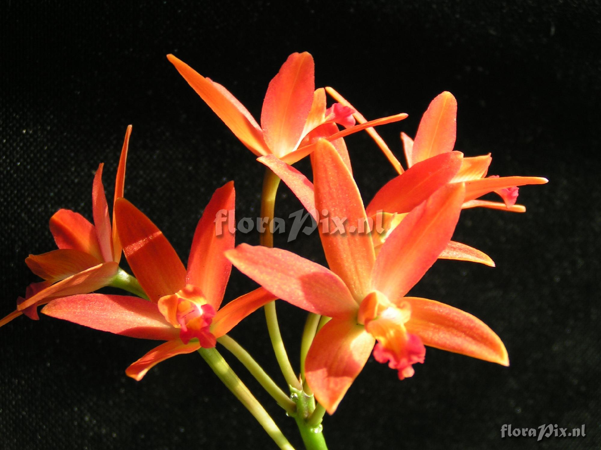 Cultivar Cattleya fireball x Laelia crispa