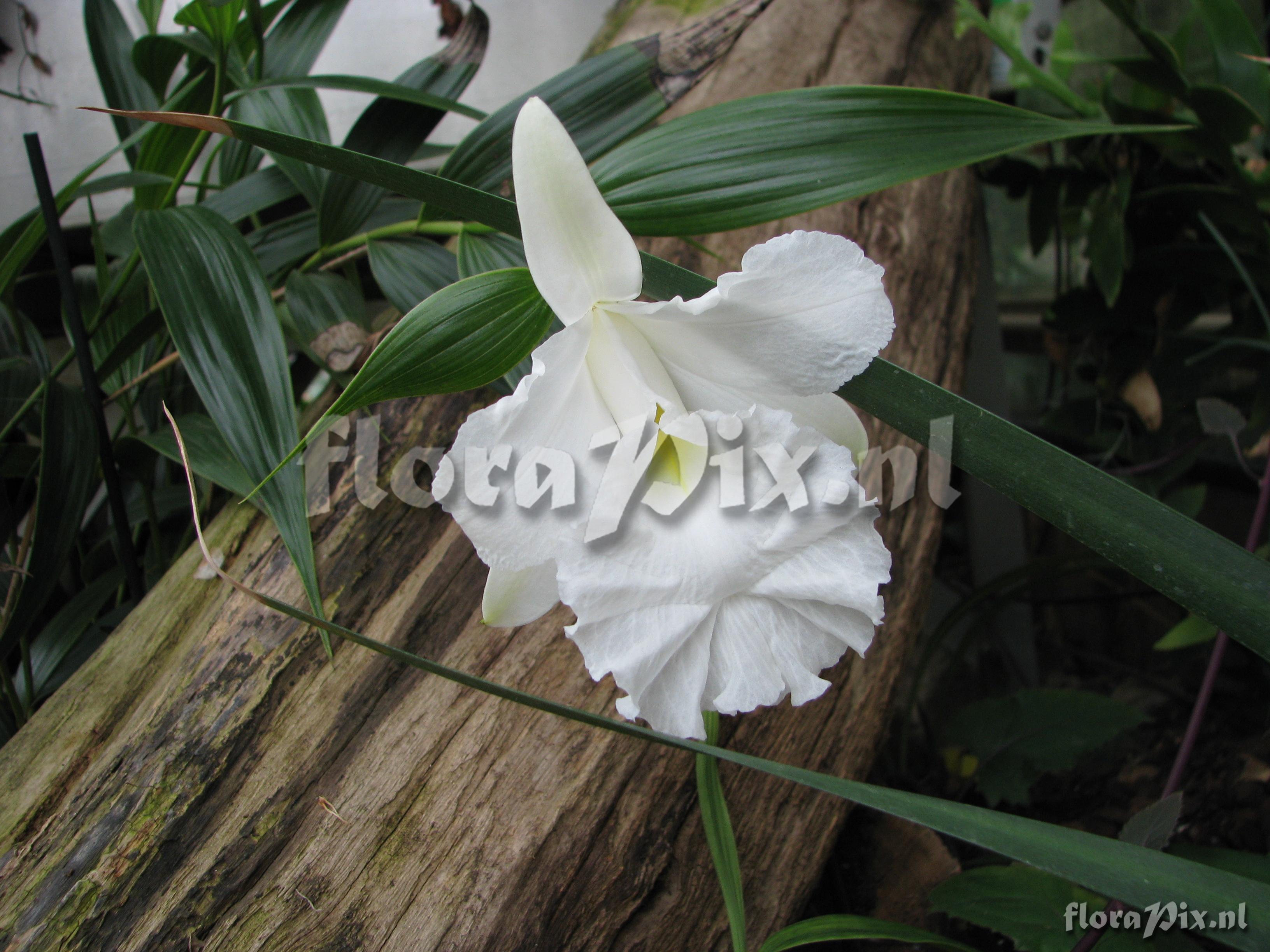 Sobralia macrantha