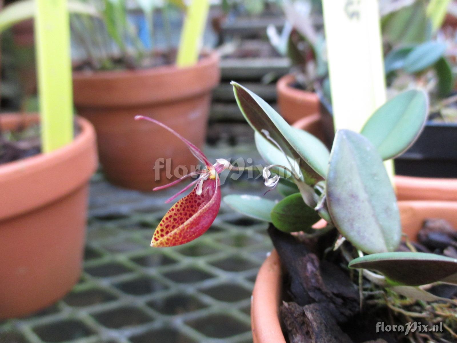 Restrepia condorensis