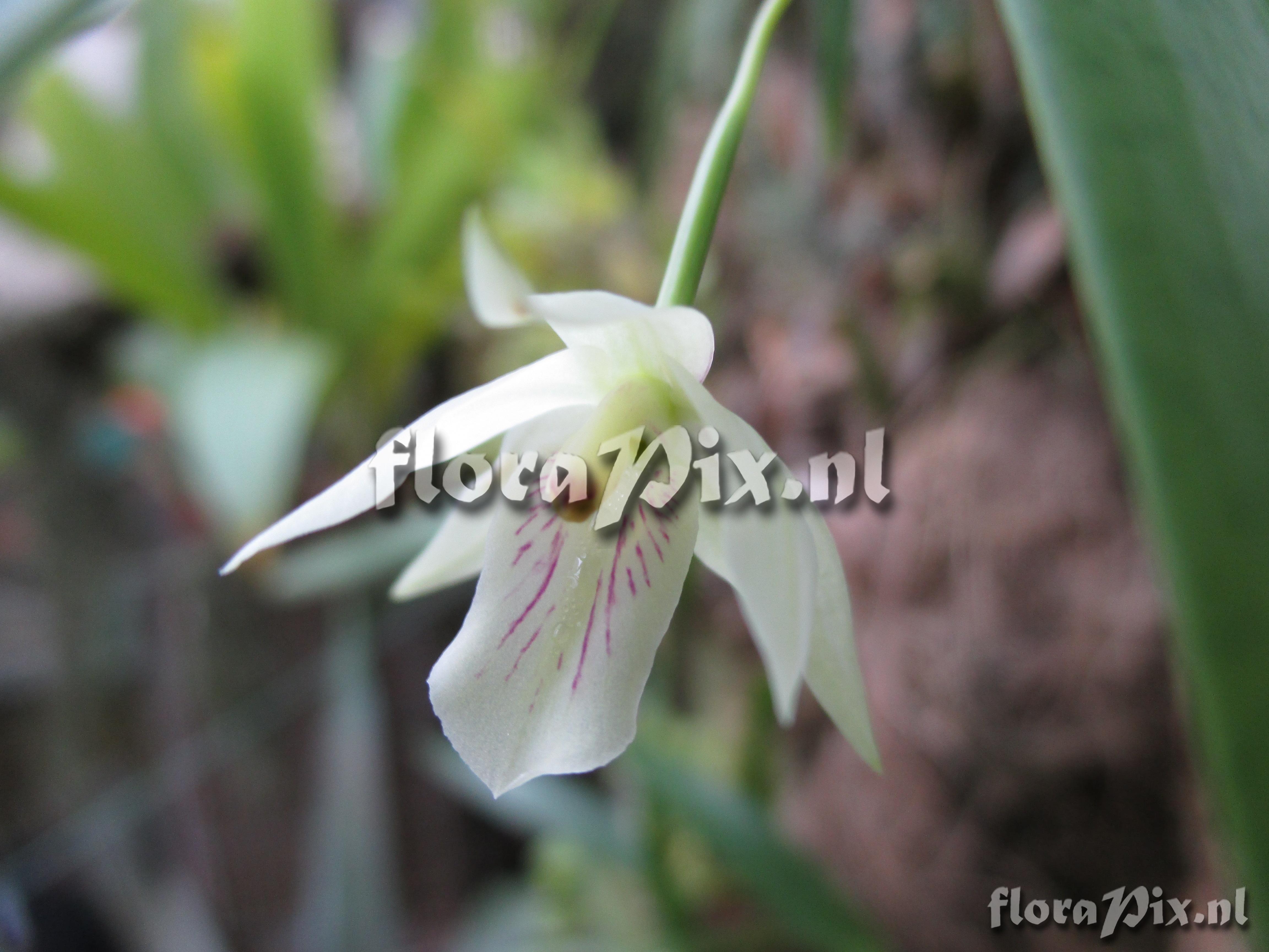 Scaphyglottis pulchella