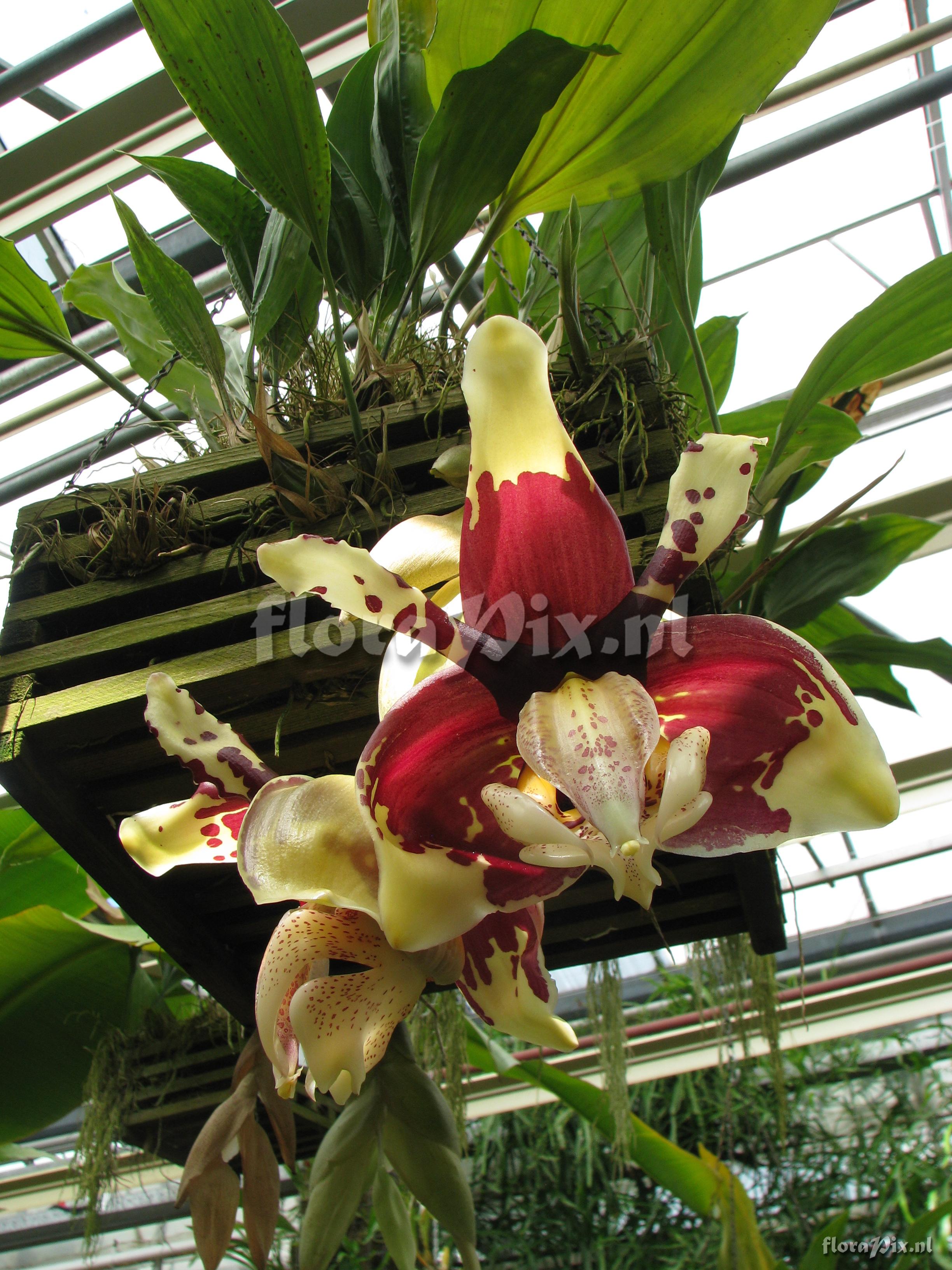 Stanhopea tigrina var. nigroviolacea