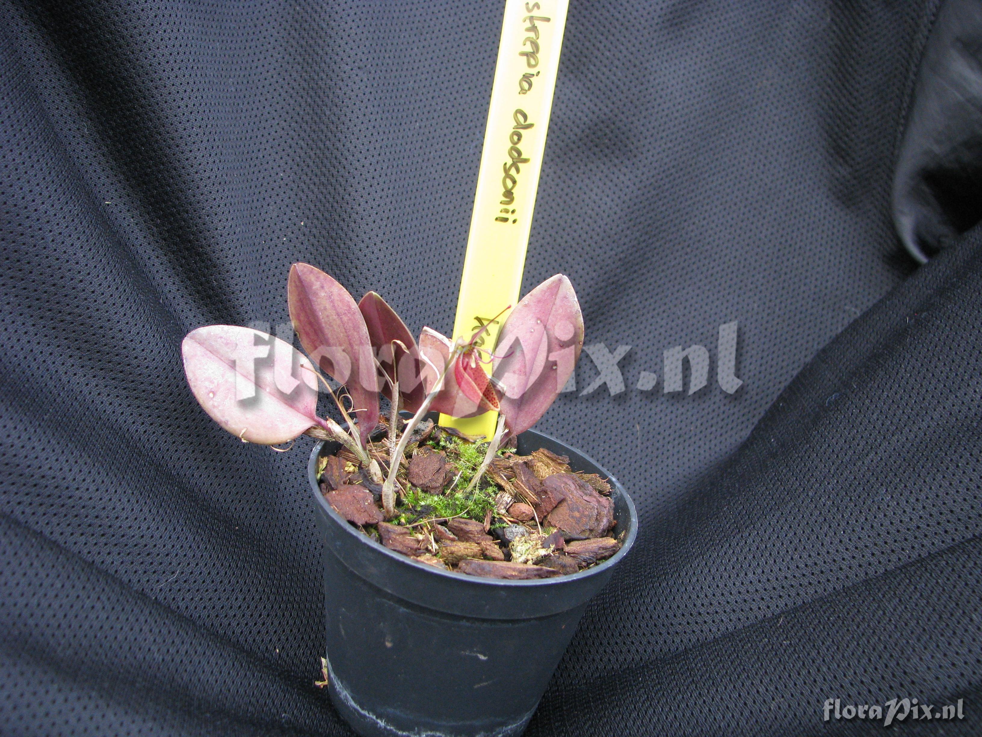 Restrepia dodsonii kas 43