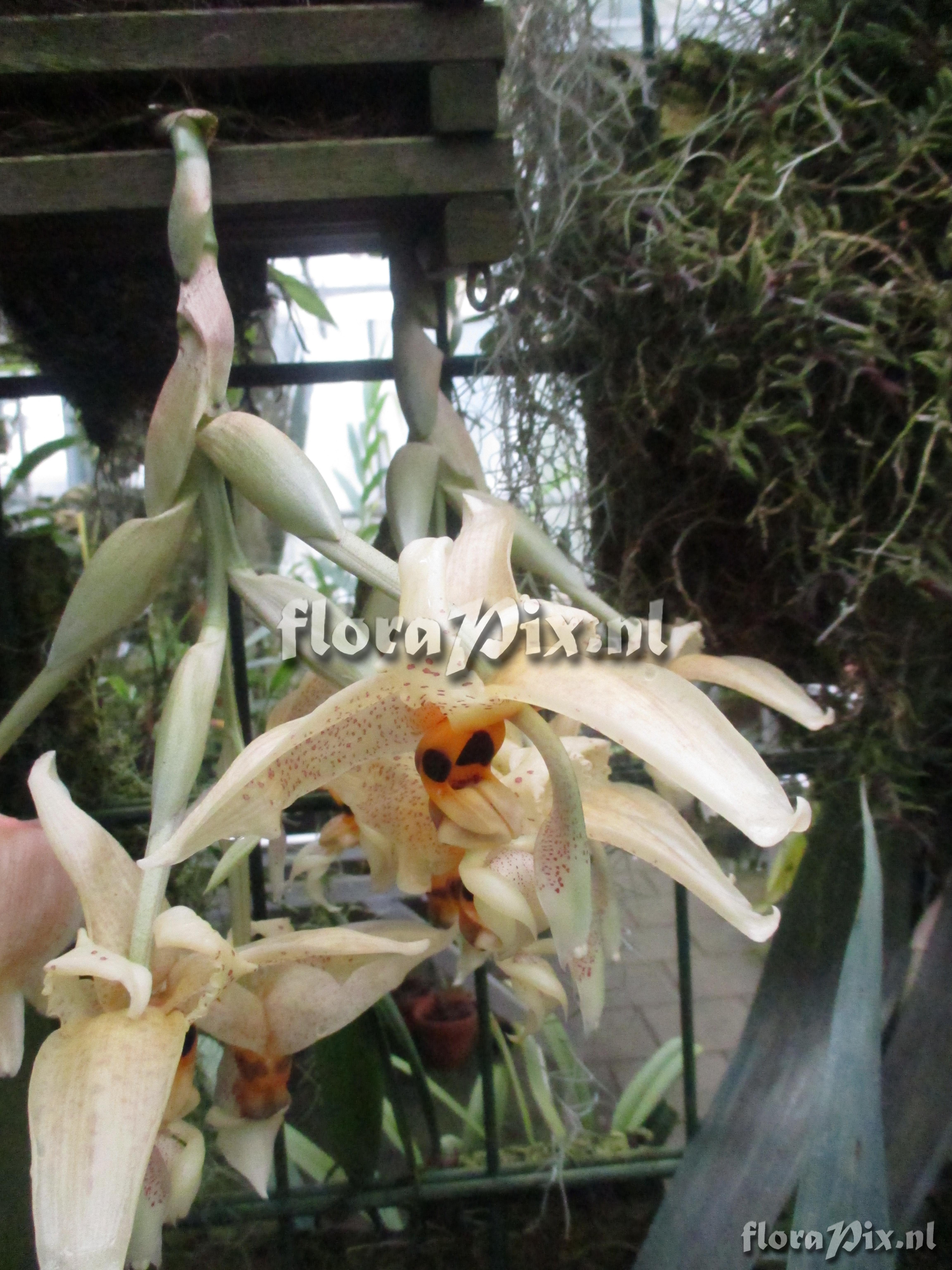 Stanhopea spec.