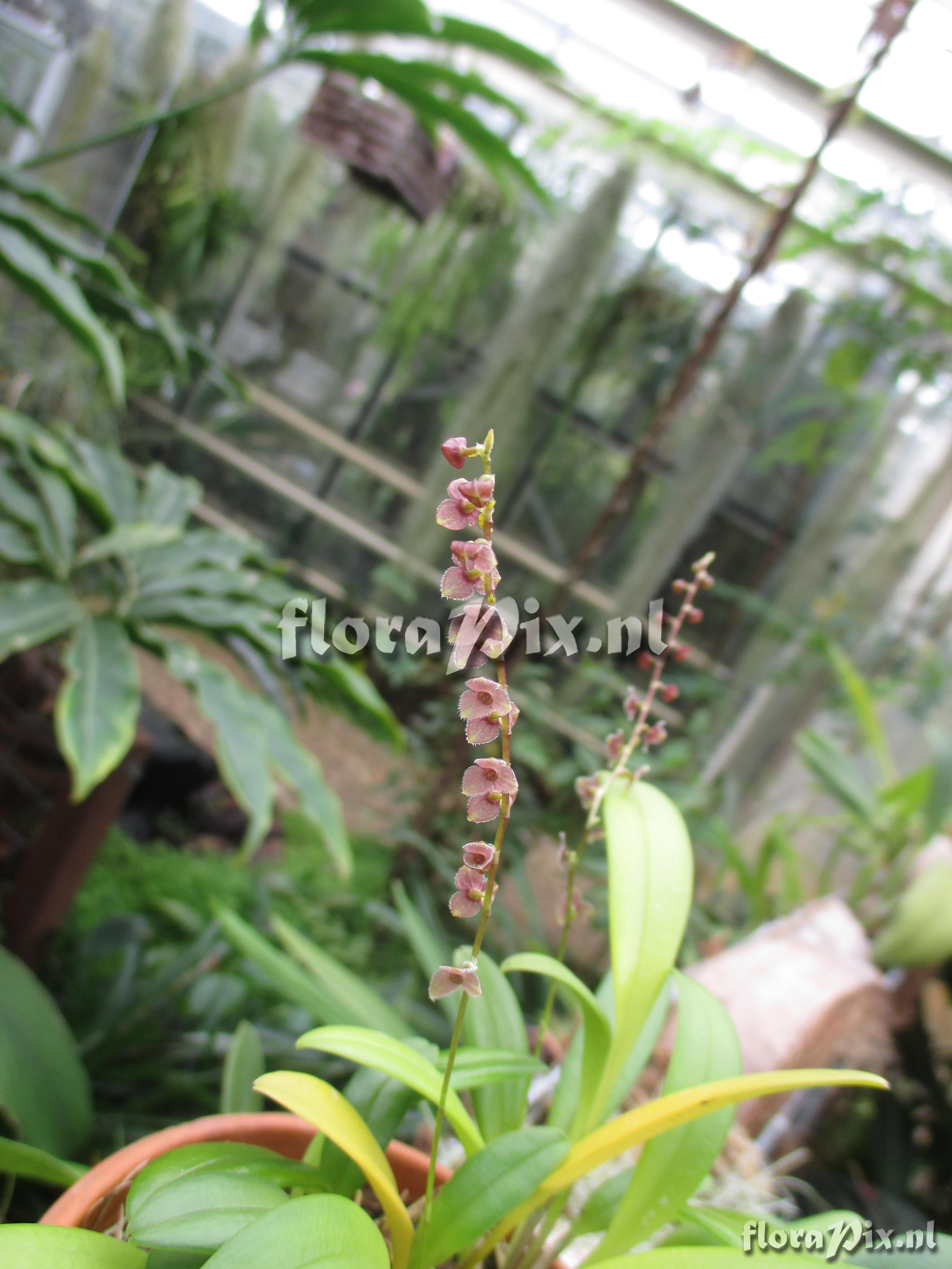 Stelis intermedia