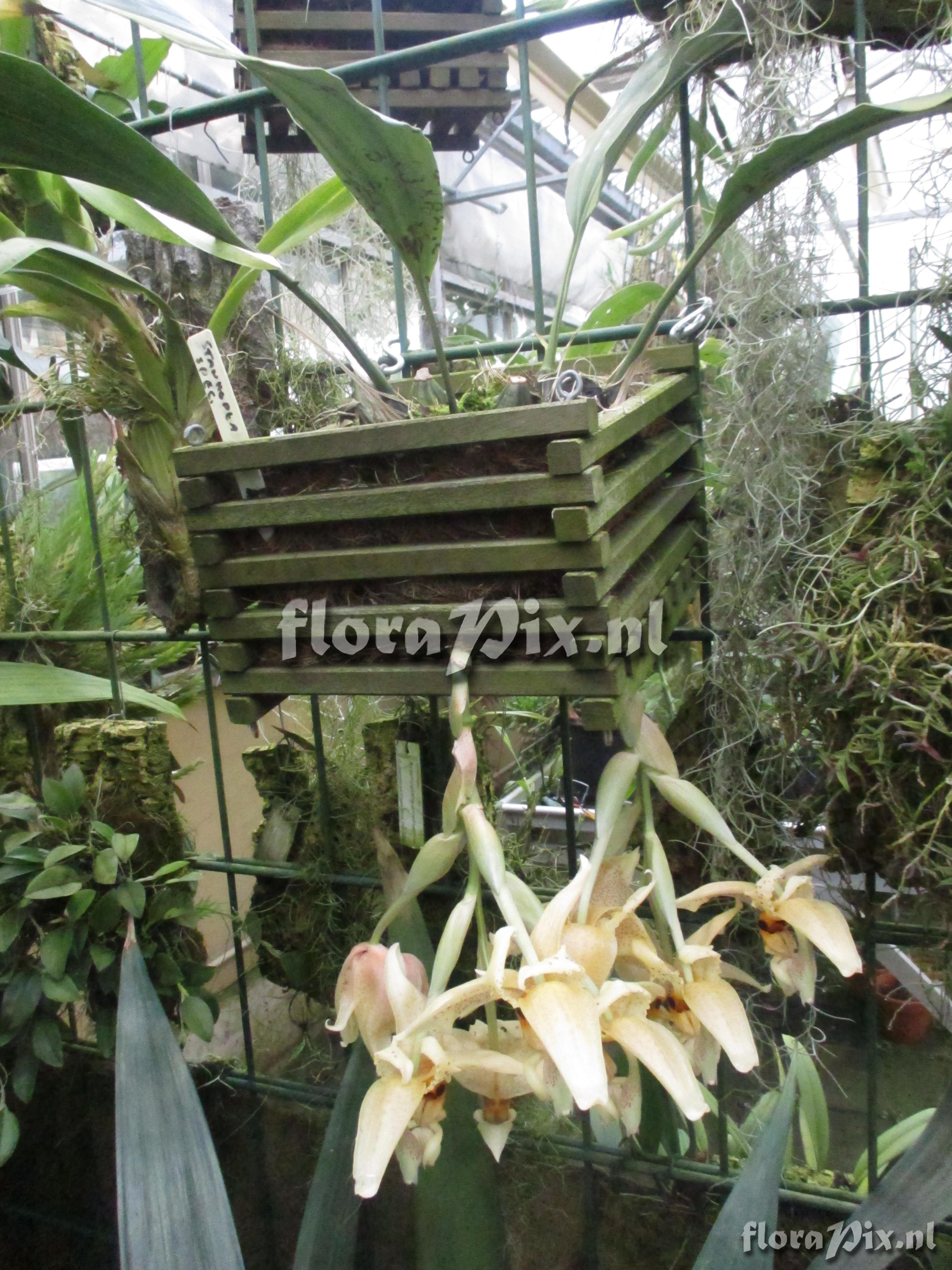 Stanhopea spec.