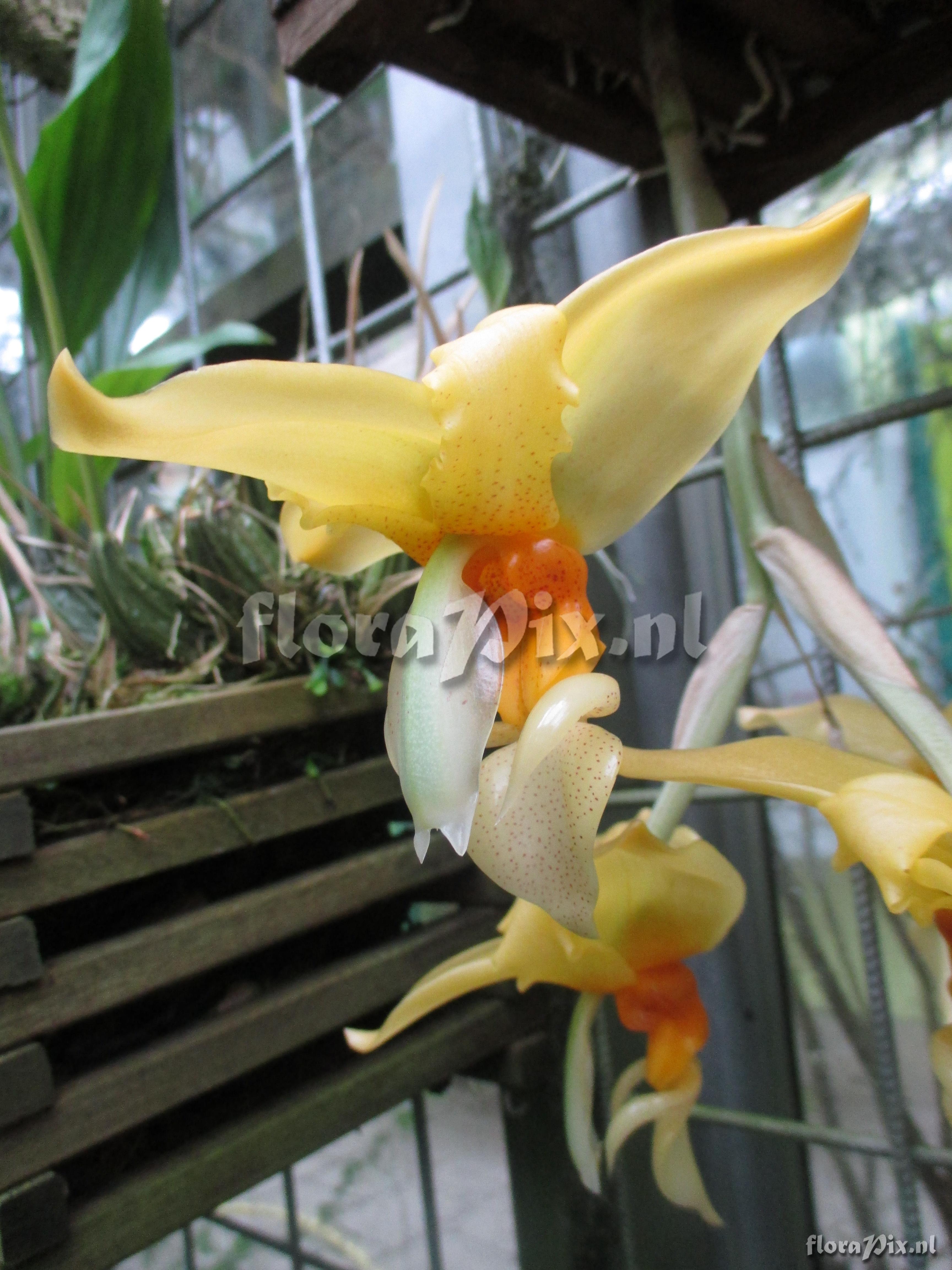 Stanhopea graveolens