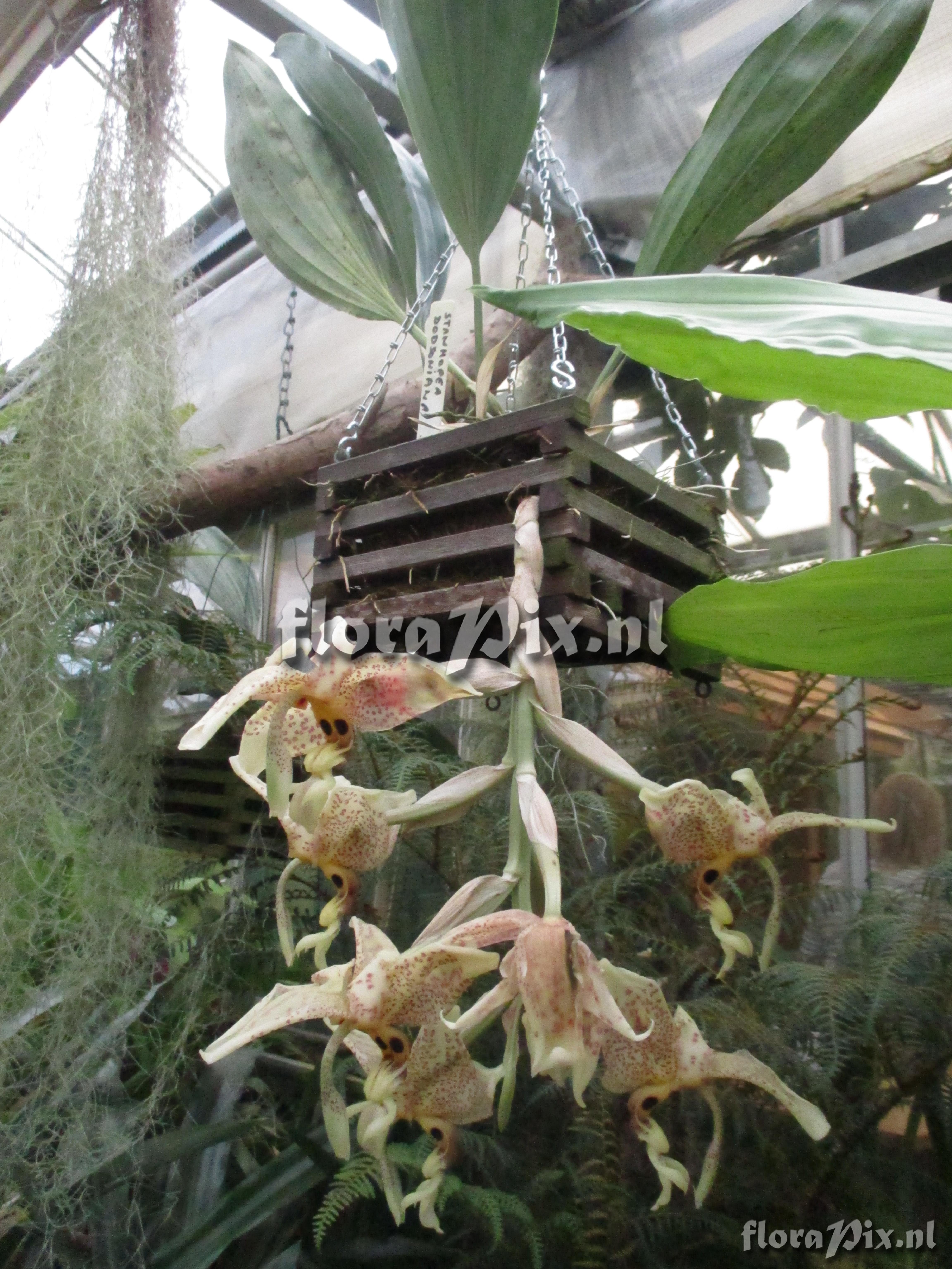 Stanhopea dodsoniana