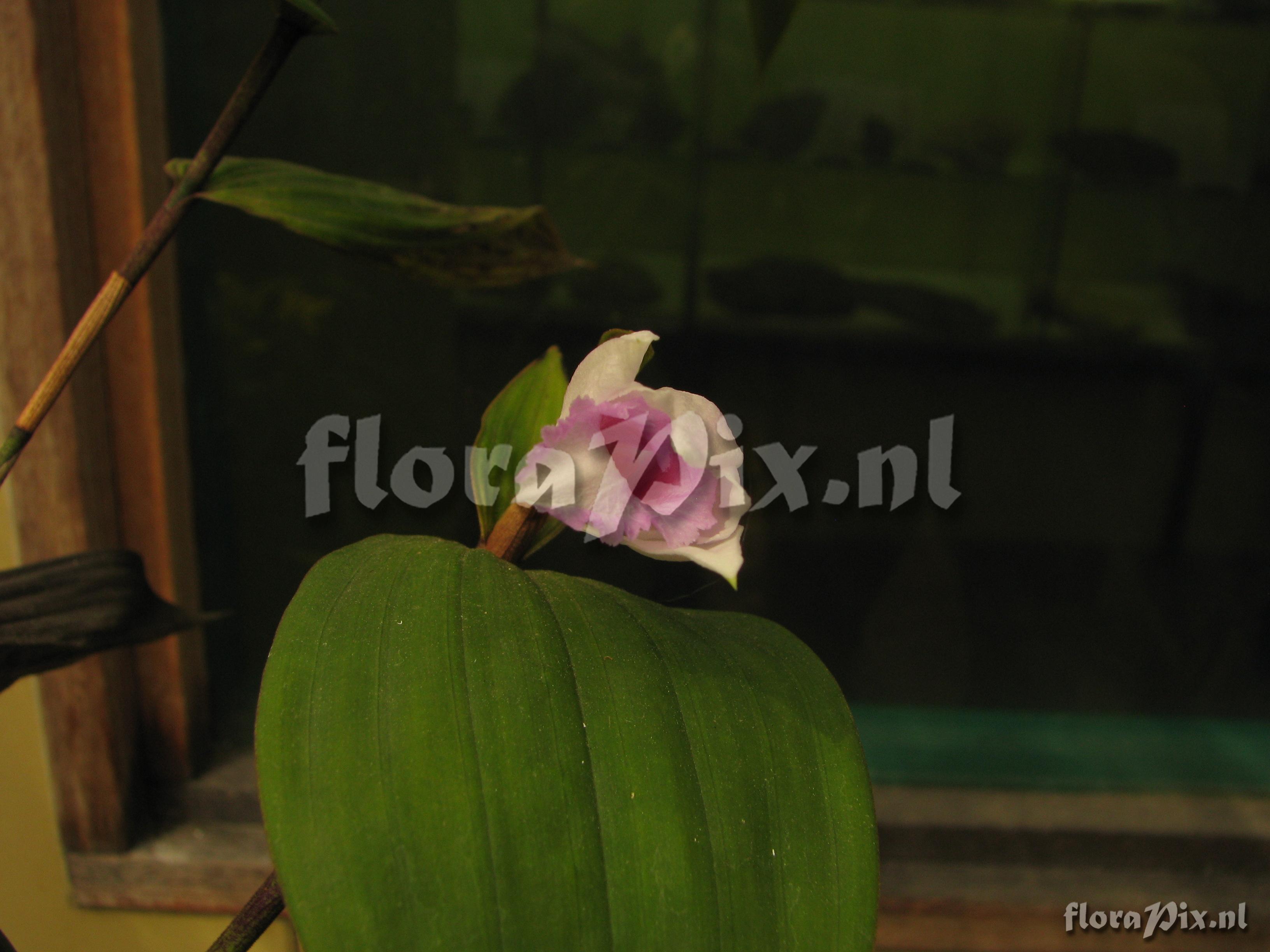 Sobralia spec.