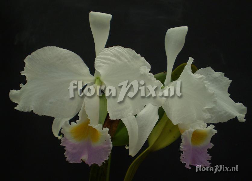 Cattleya trianae 