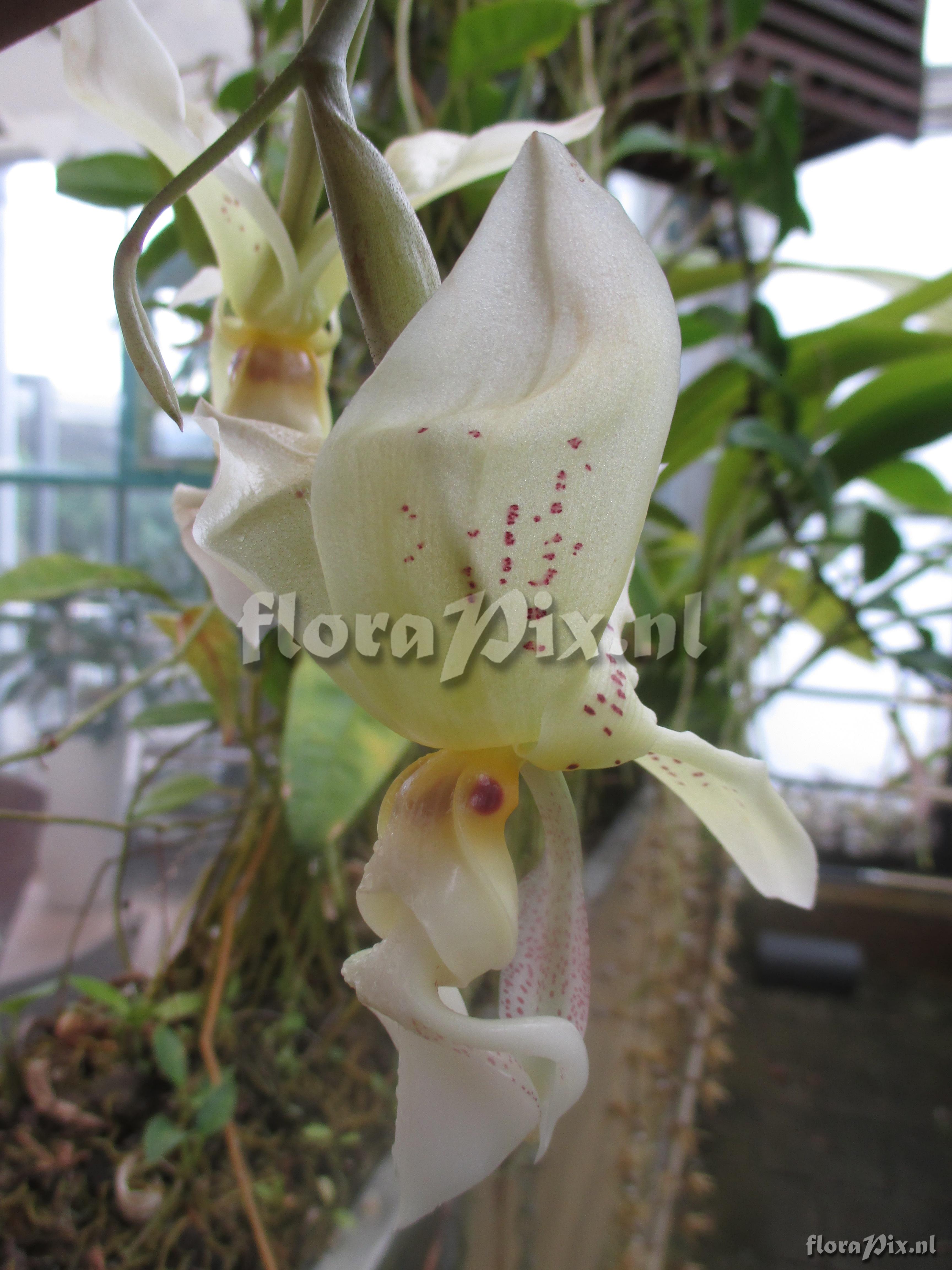 Stanhopea inodora