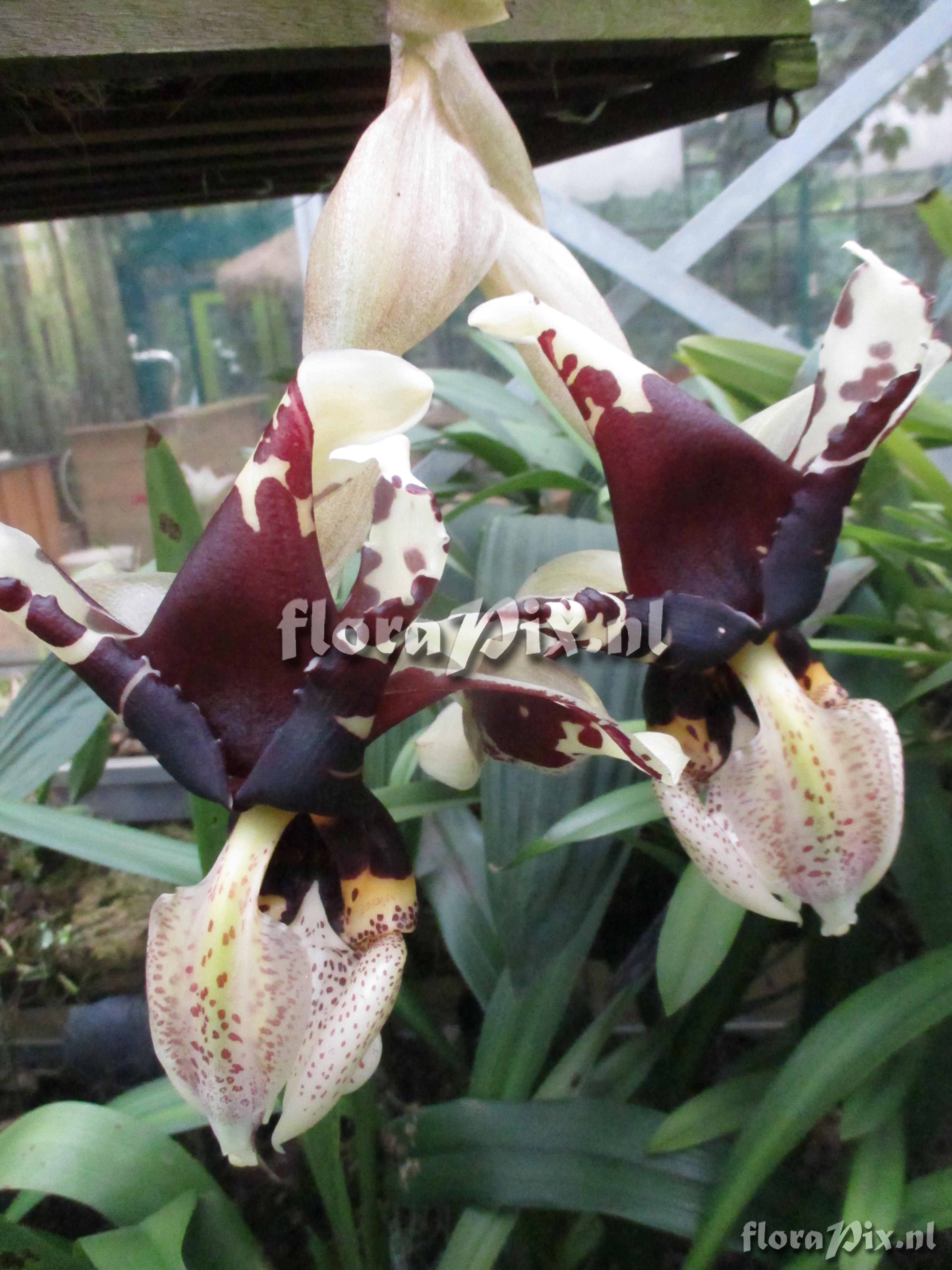 Stanhopea tigrina var nigroviolacea