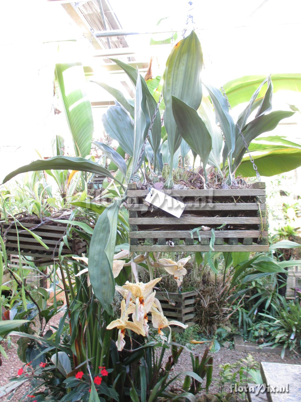 Stanhopea dodsoniana