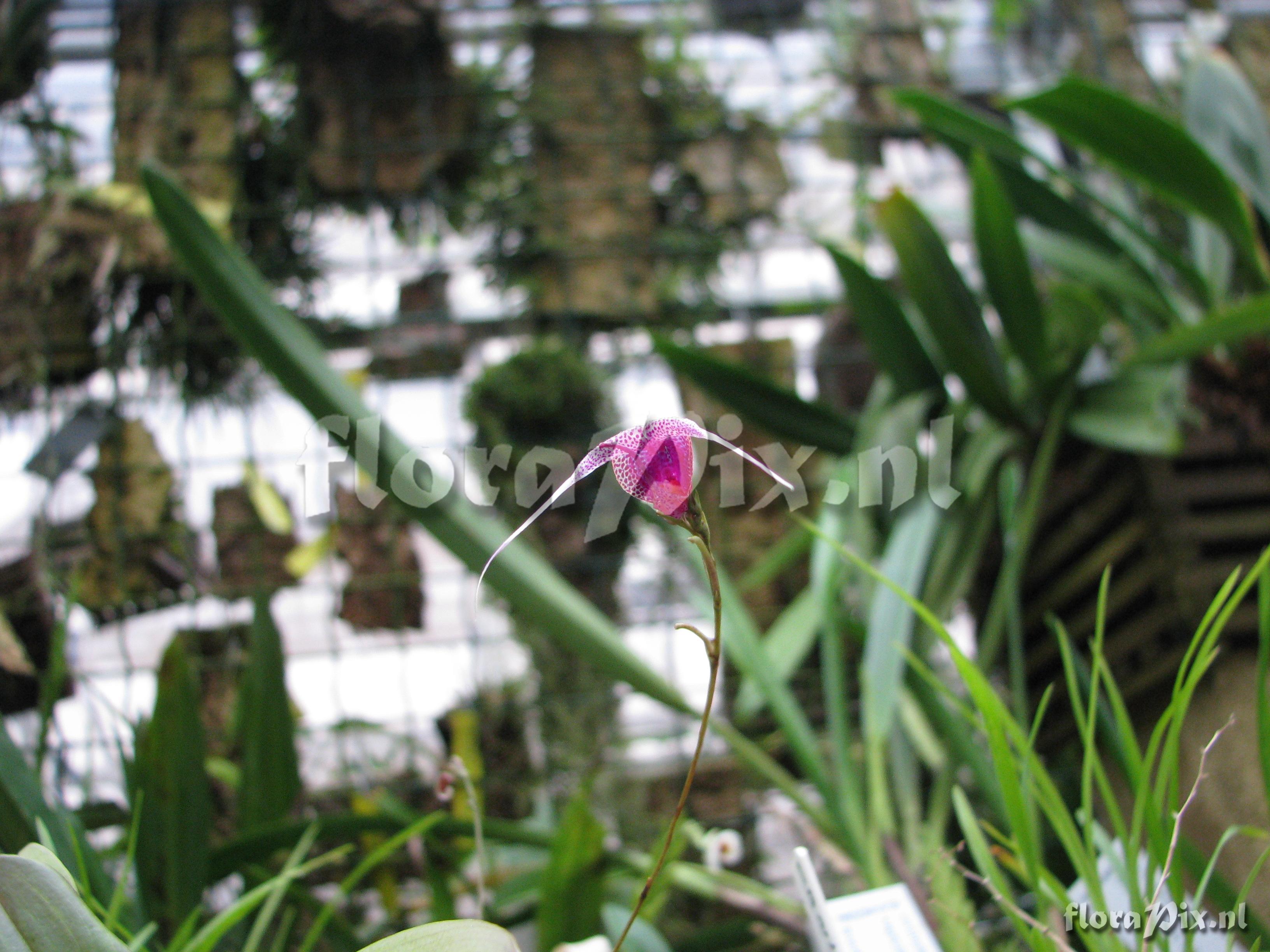 Scaphosepalum Taicerotops