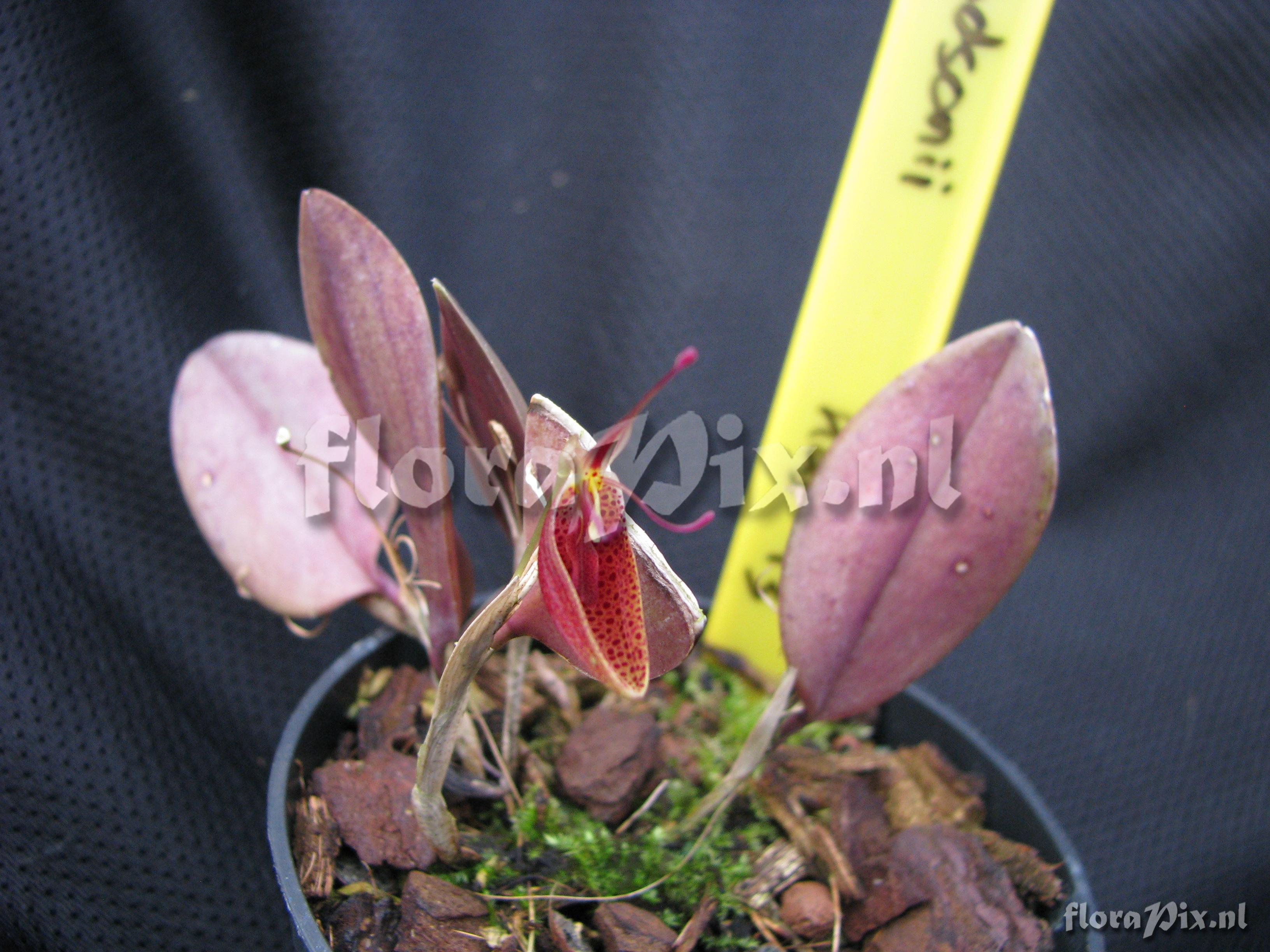 Restrepia dodsonii kas 43