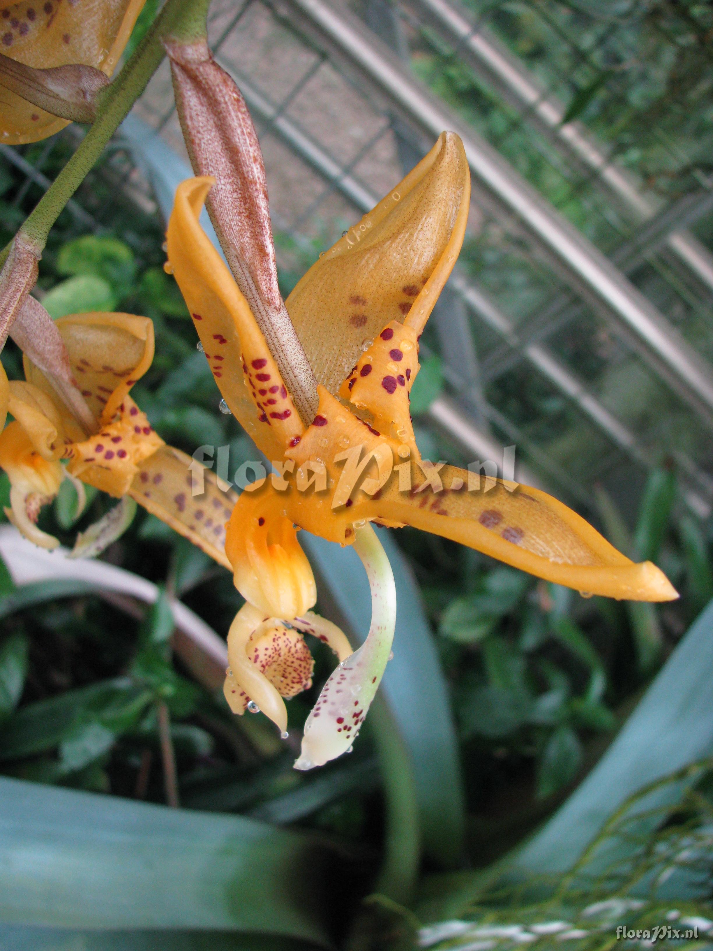 Stanhopea jenischiana