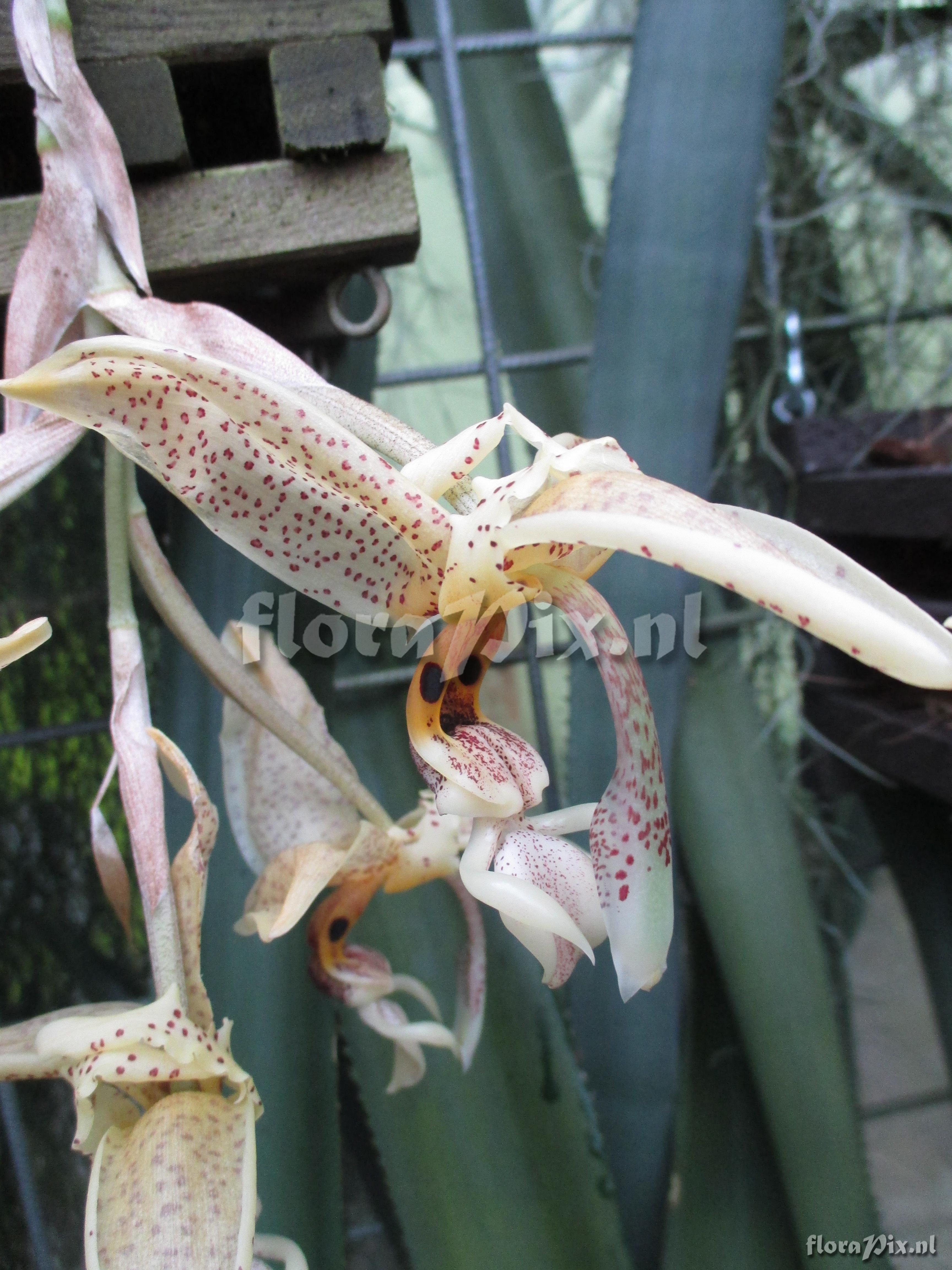 Stanhopea oculata