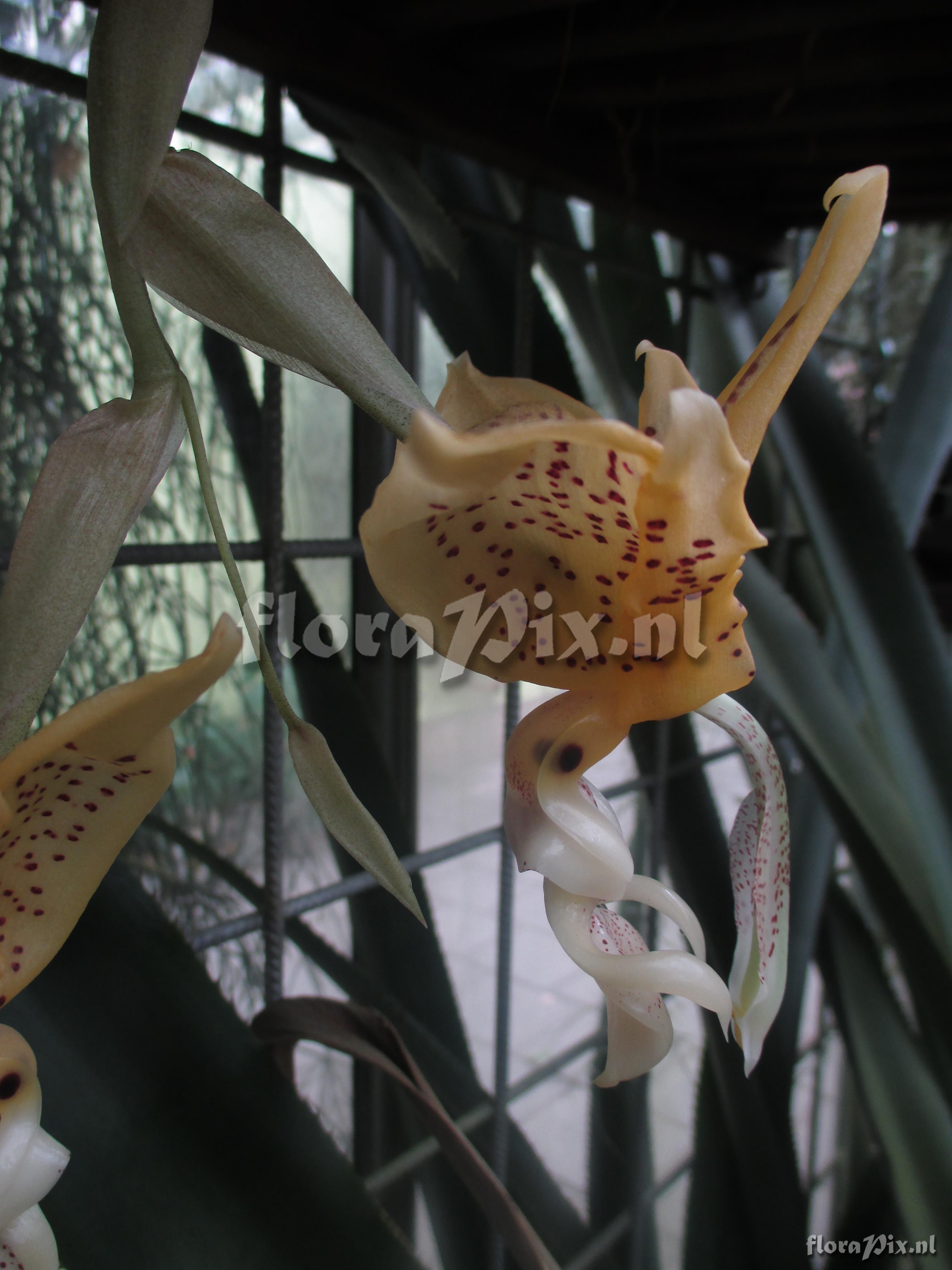 Stanhopea oculata