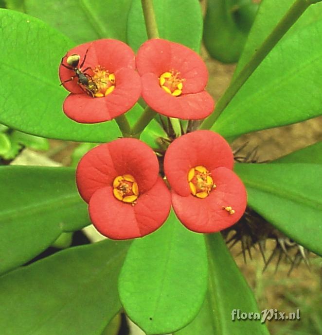 Euphorbia sp. Cyathiums