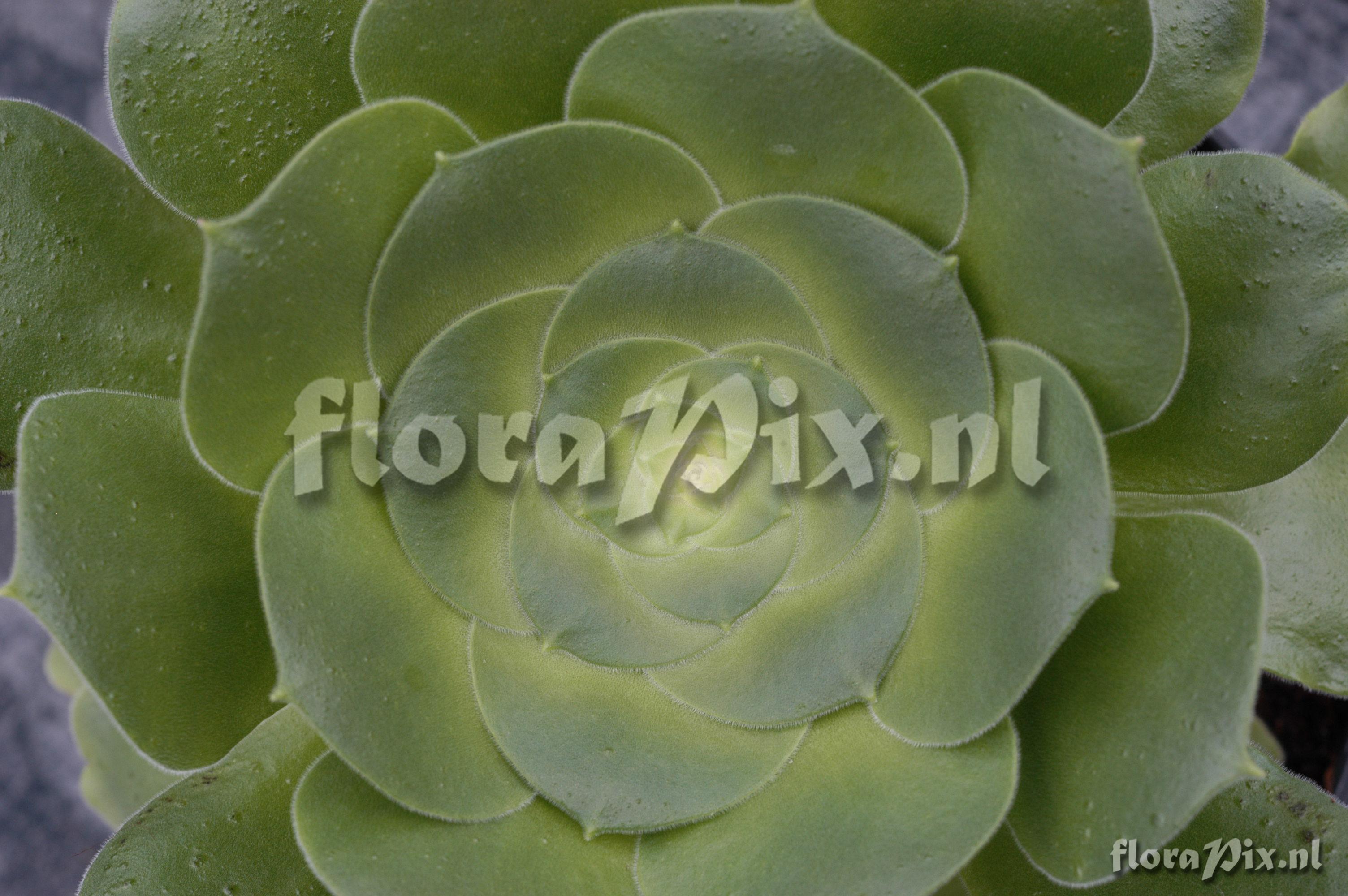 Aeonium canariense var. subplanum