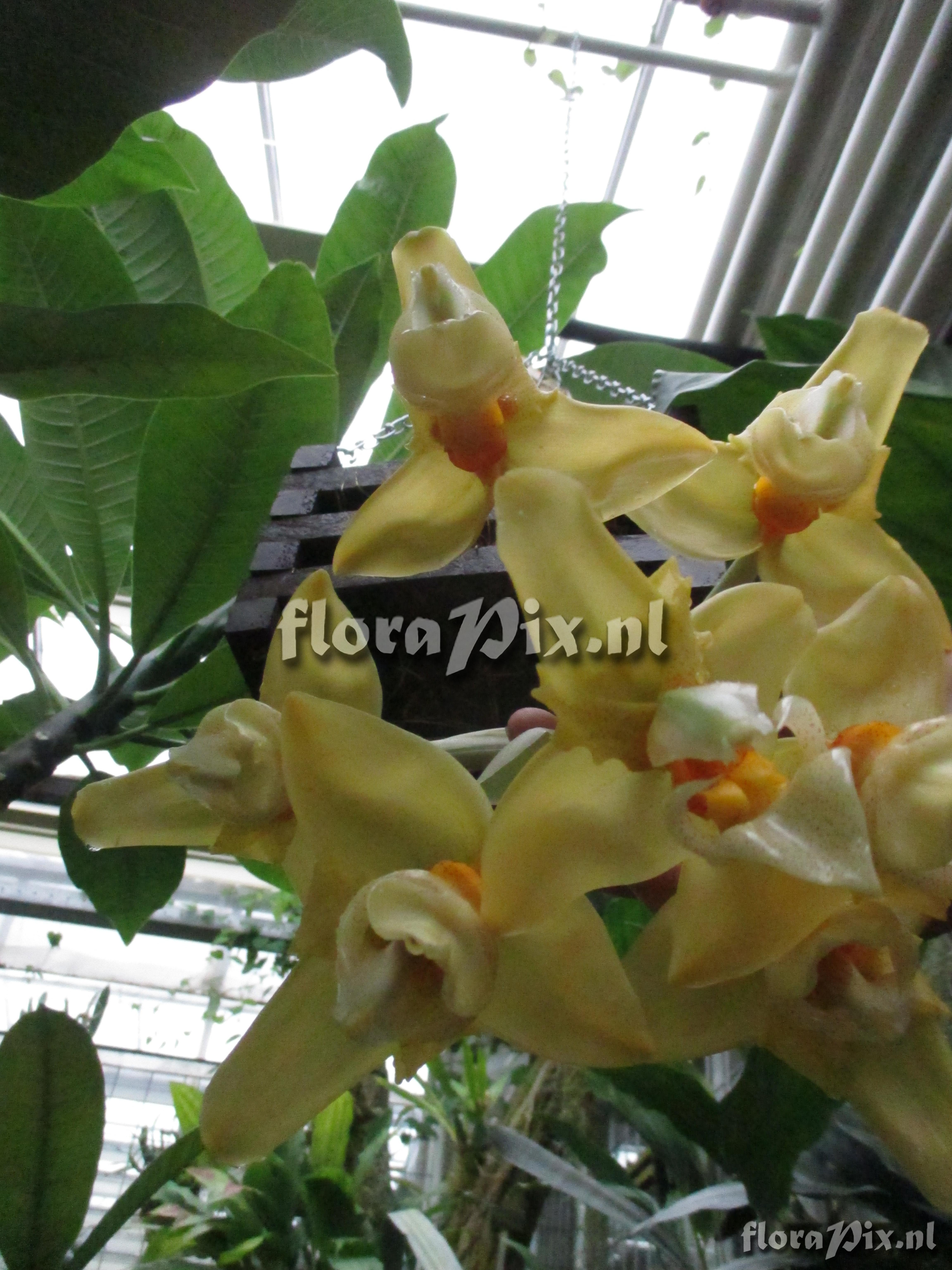 Stanhopea graveolens