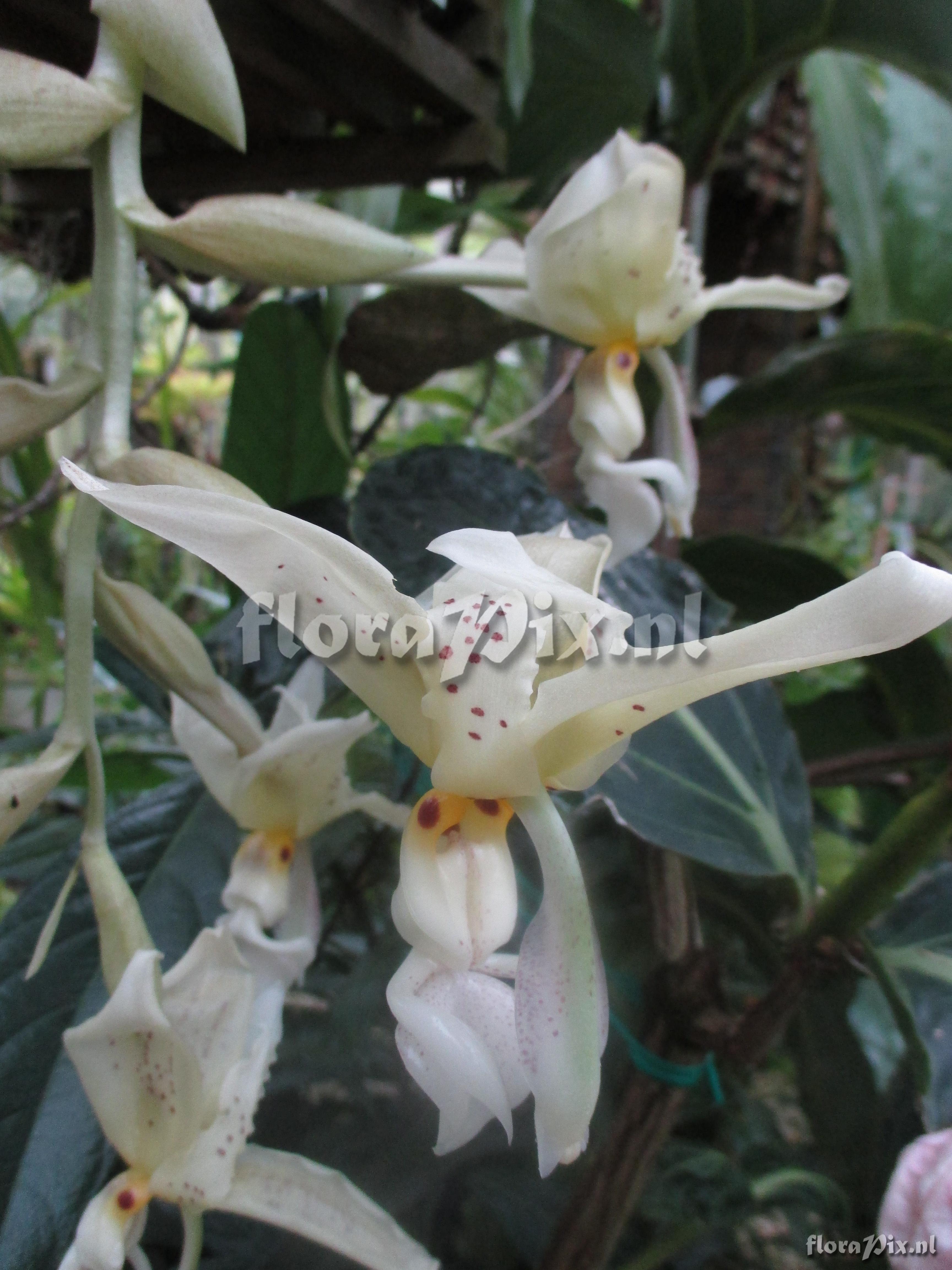 Stanhopea oculata