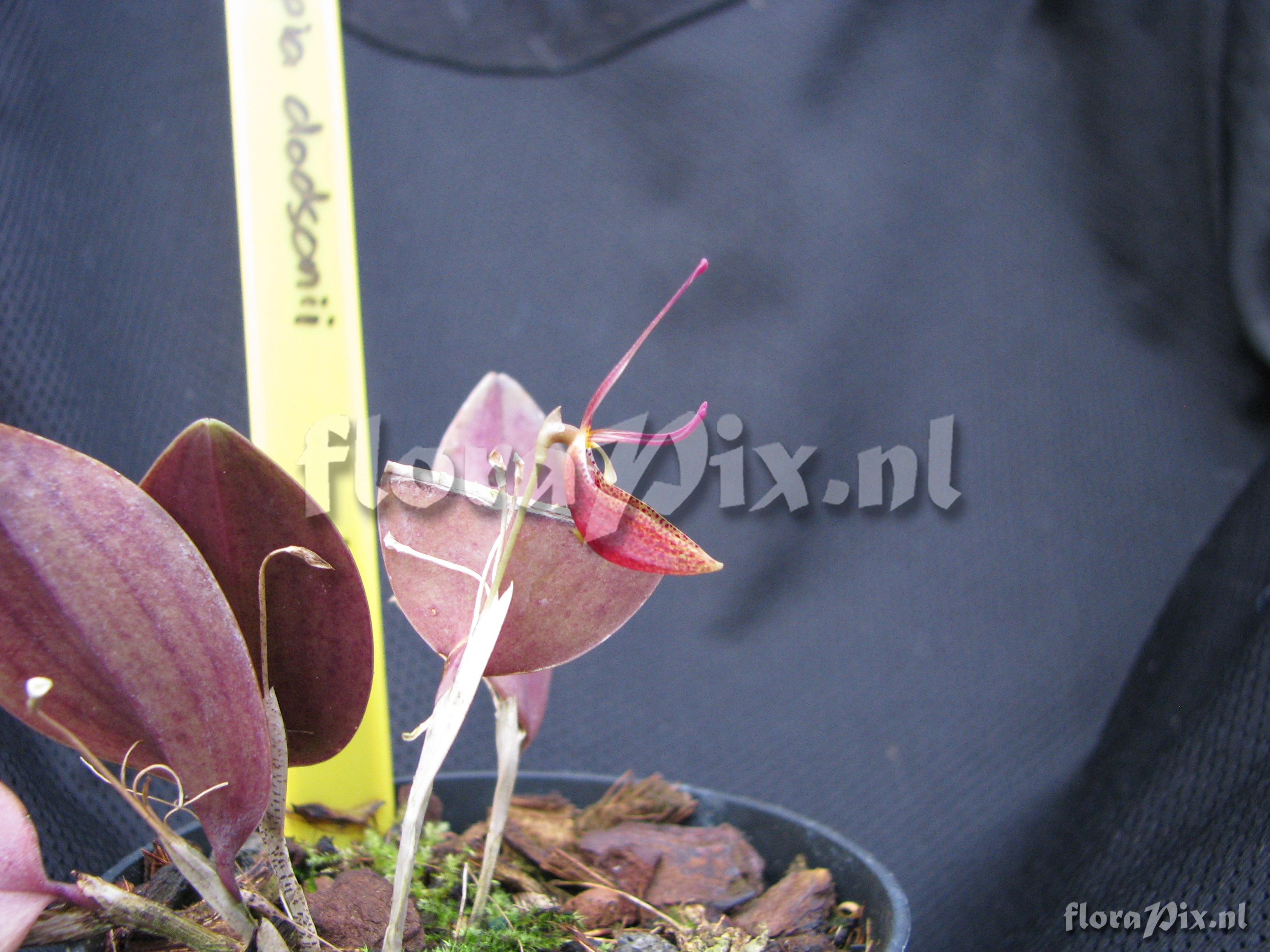 Restrepia dodsonii kas 43