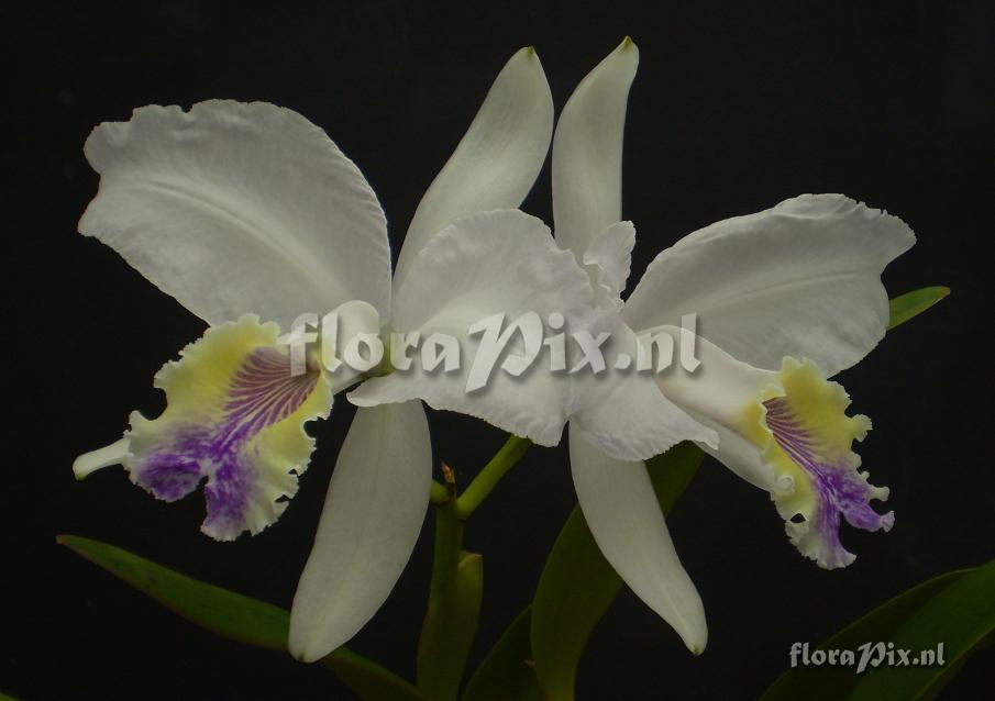 Cattleya lueddemanniana Coerulea