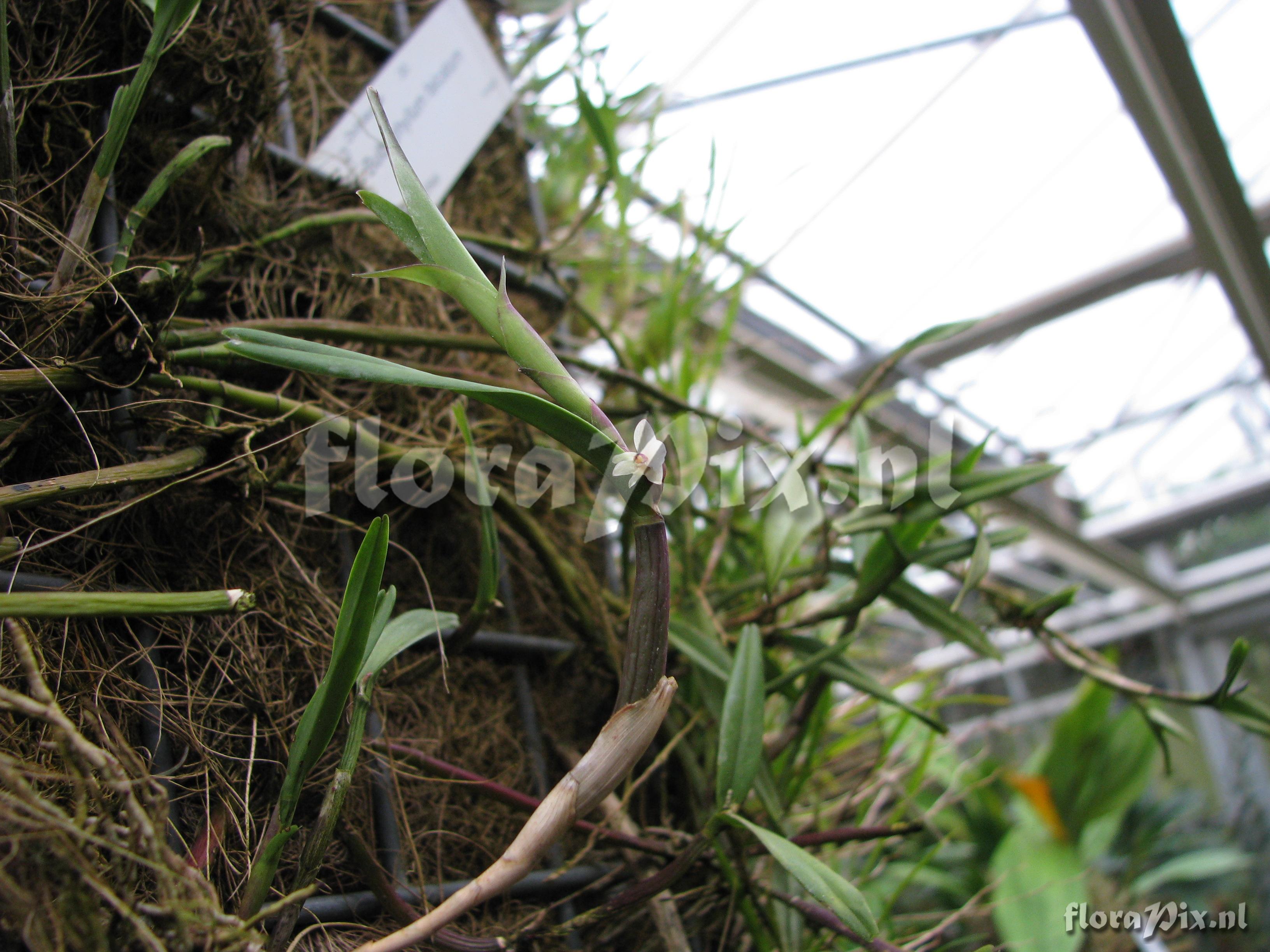 Scaphyglottis spec.