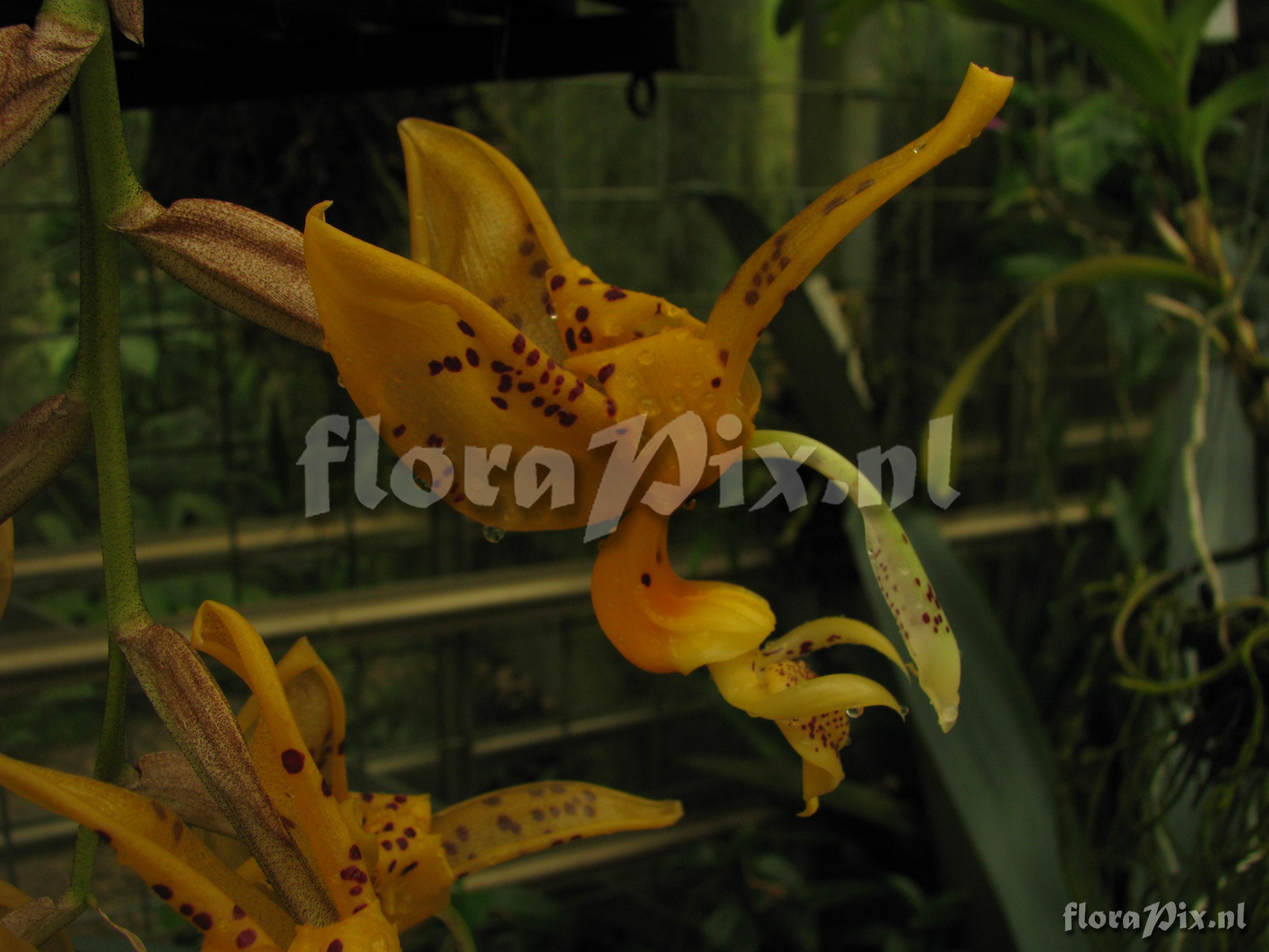 Stanhopea jenischiana