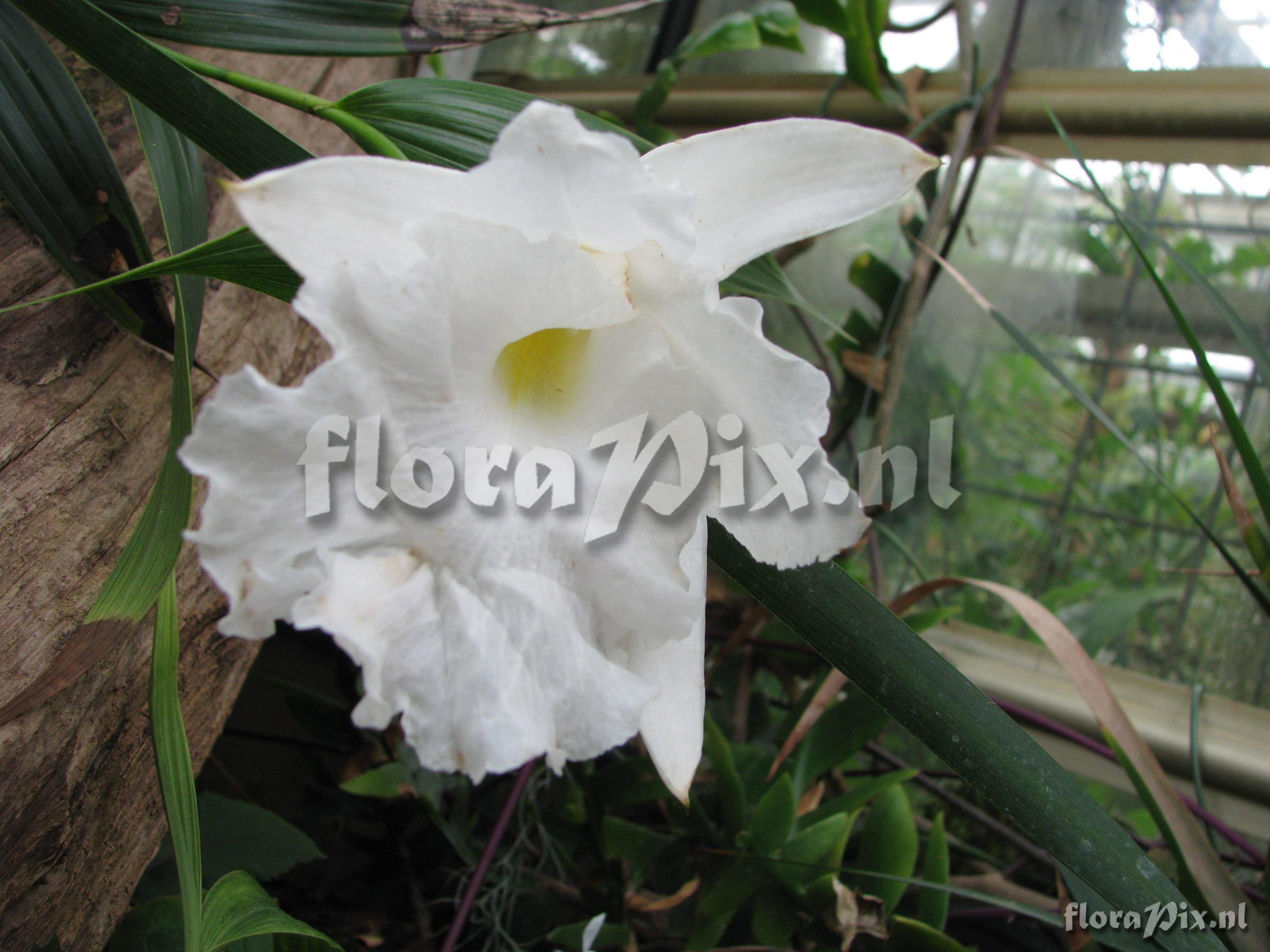 Sobralia macrantha