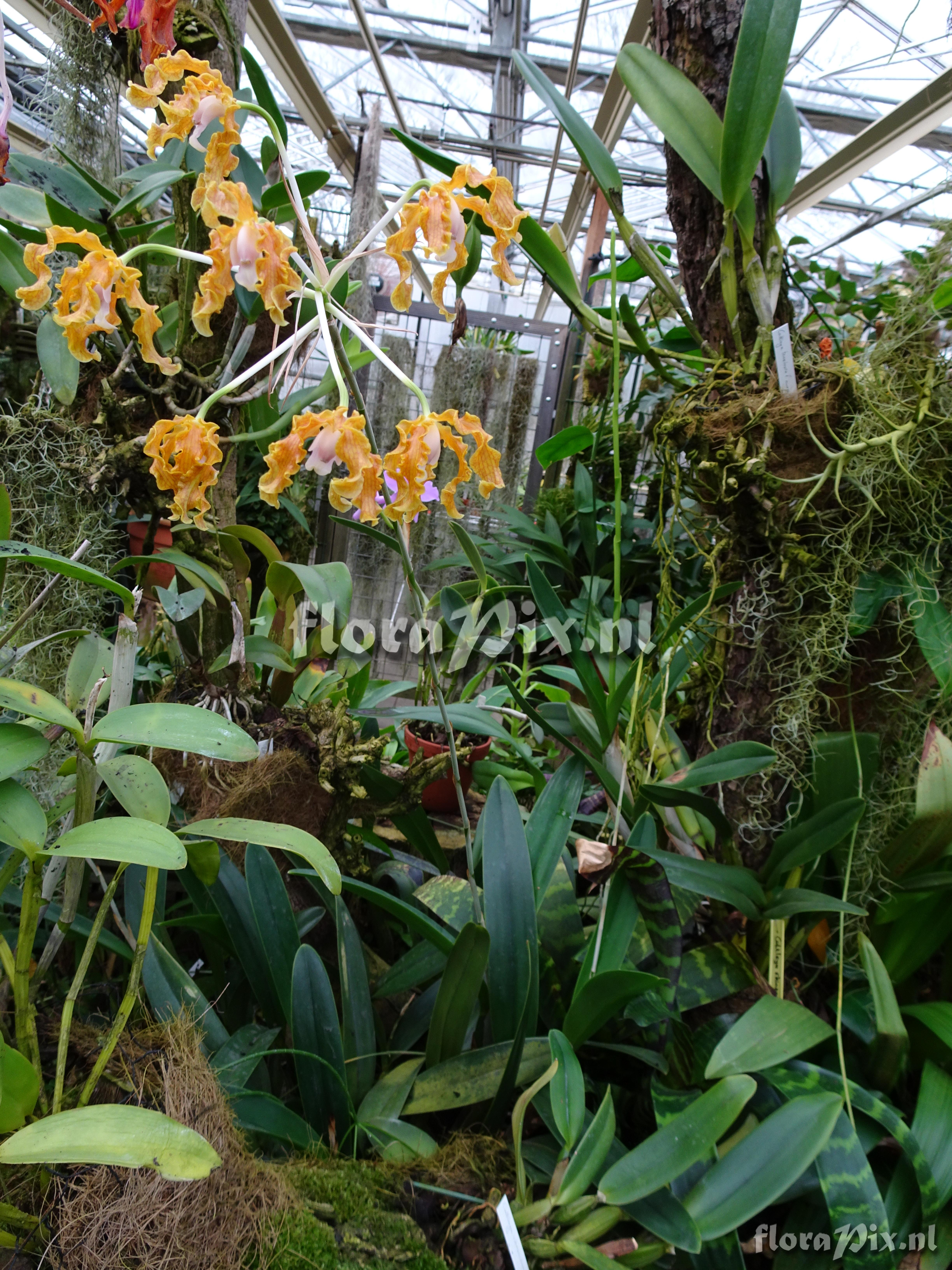 Schomburkia weberboueriana