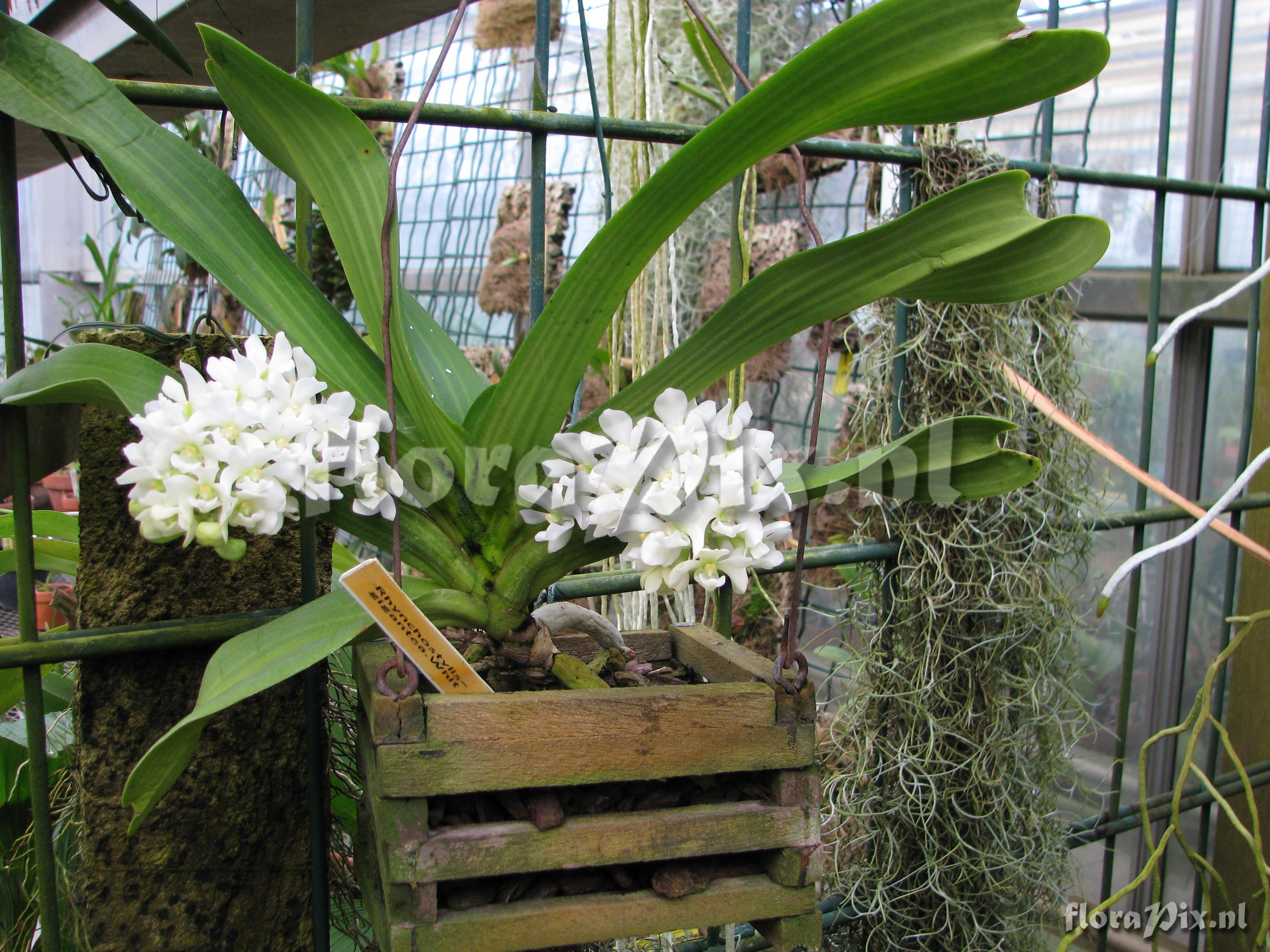 Rhynchostylis gigantea