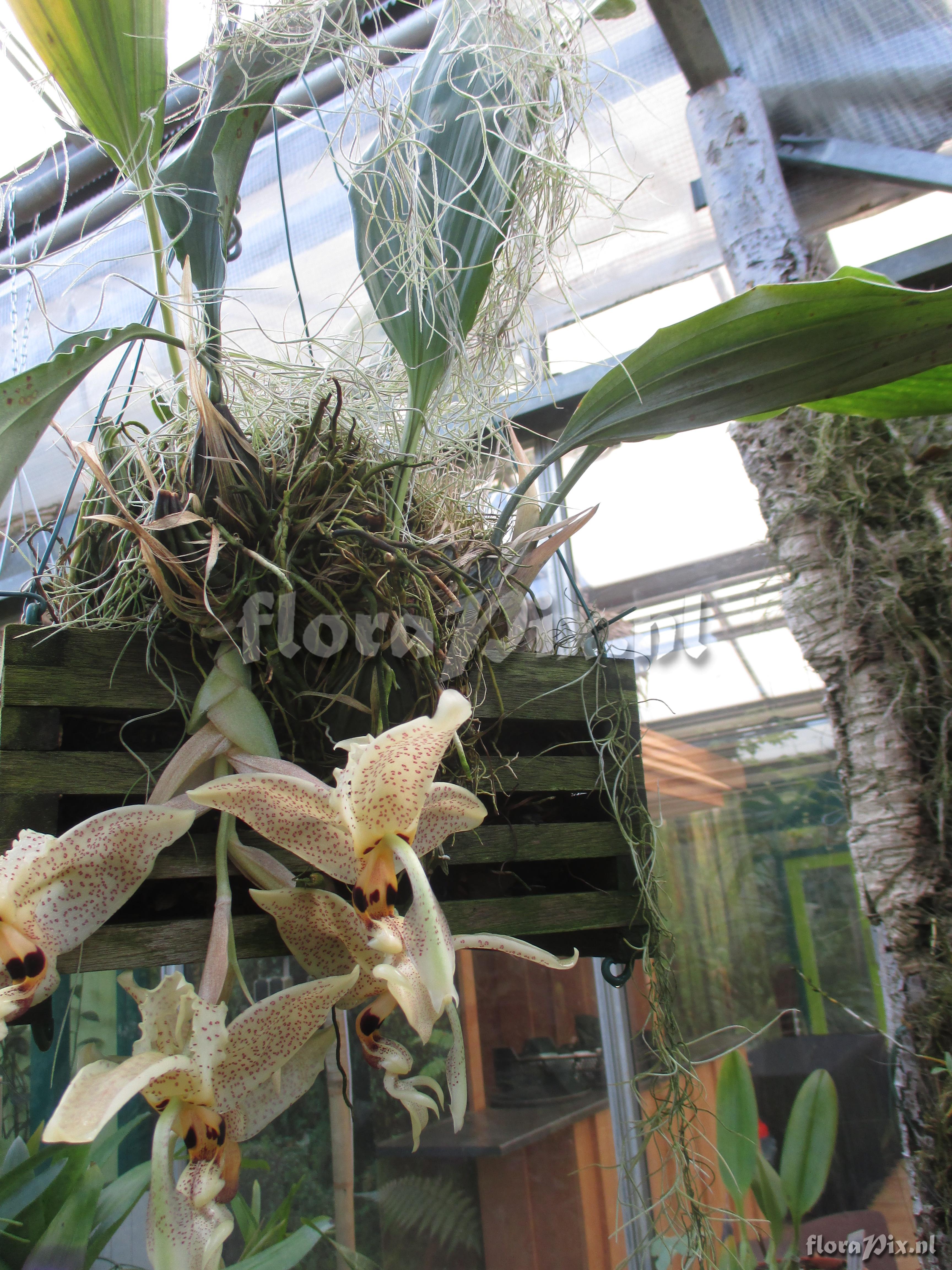 Stanhopea cf dodsoniana