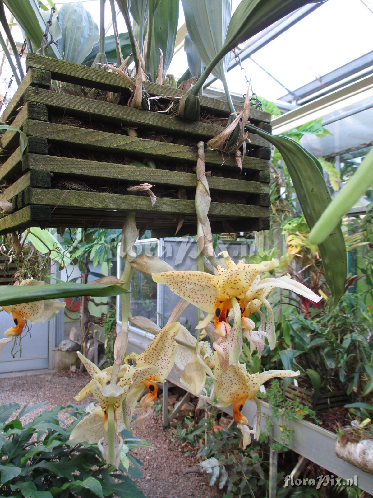 Stanhopea dodsoniana